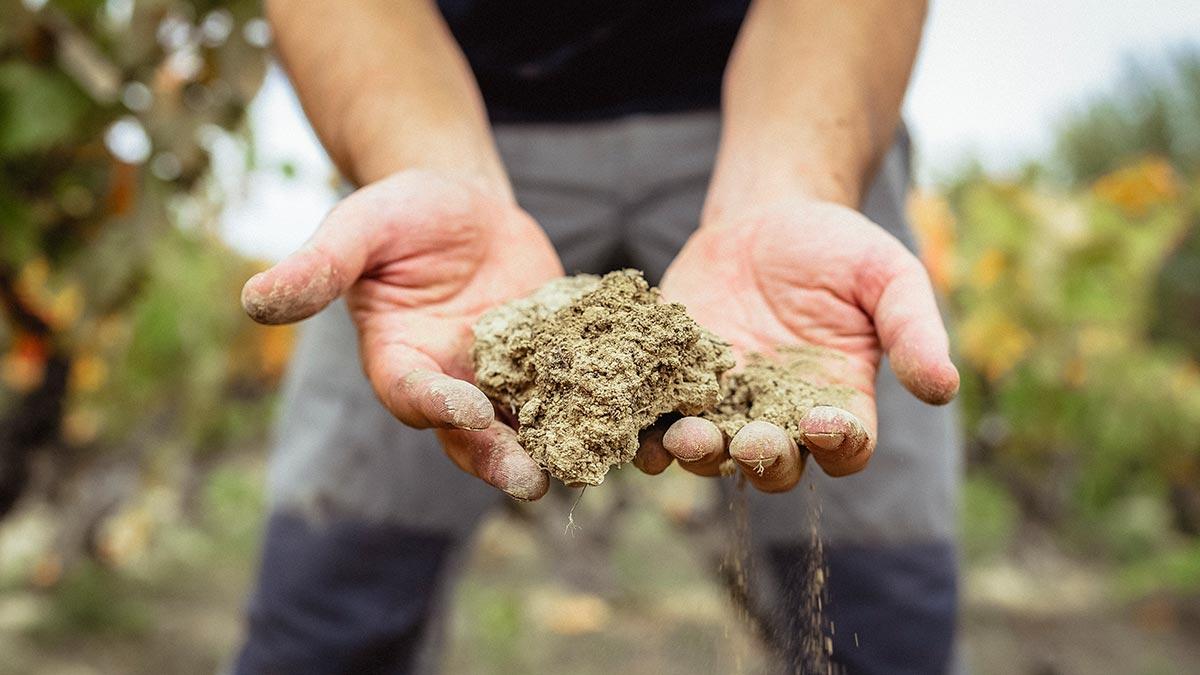 Why regenerative viticulture is the soil story winemakers need to tell