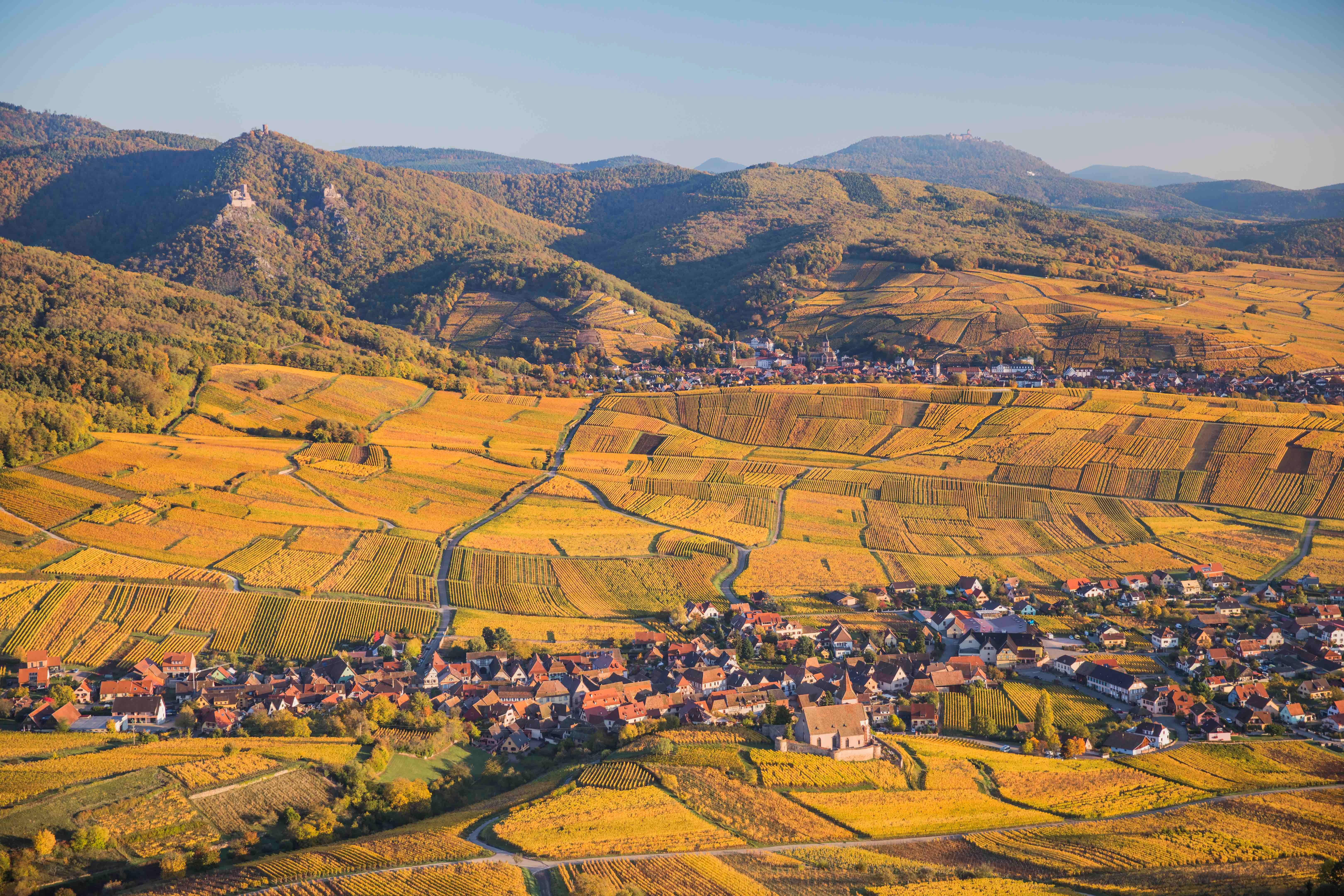 IWSC 2024: How Alsace is gaining recognition for its reds