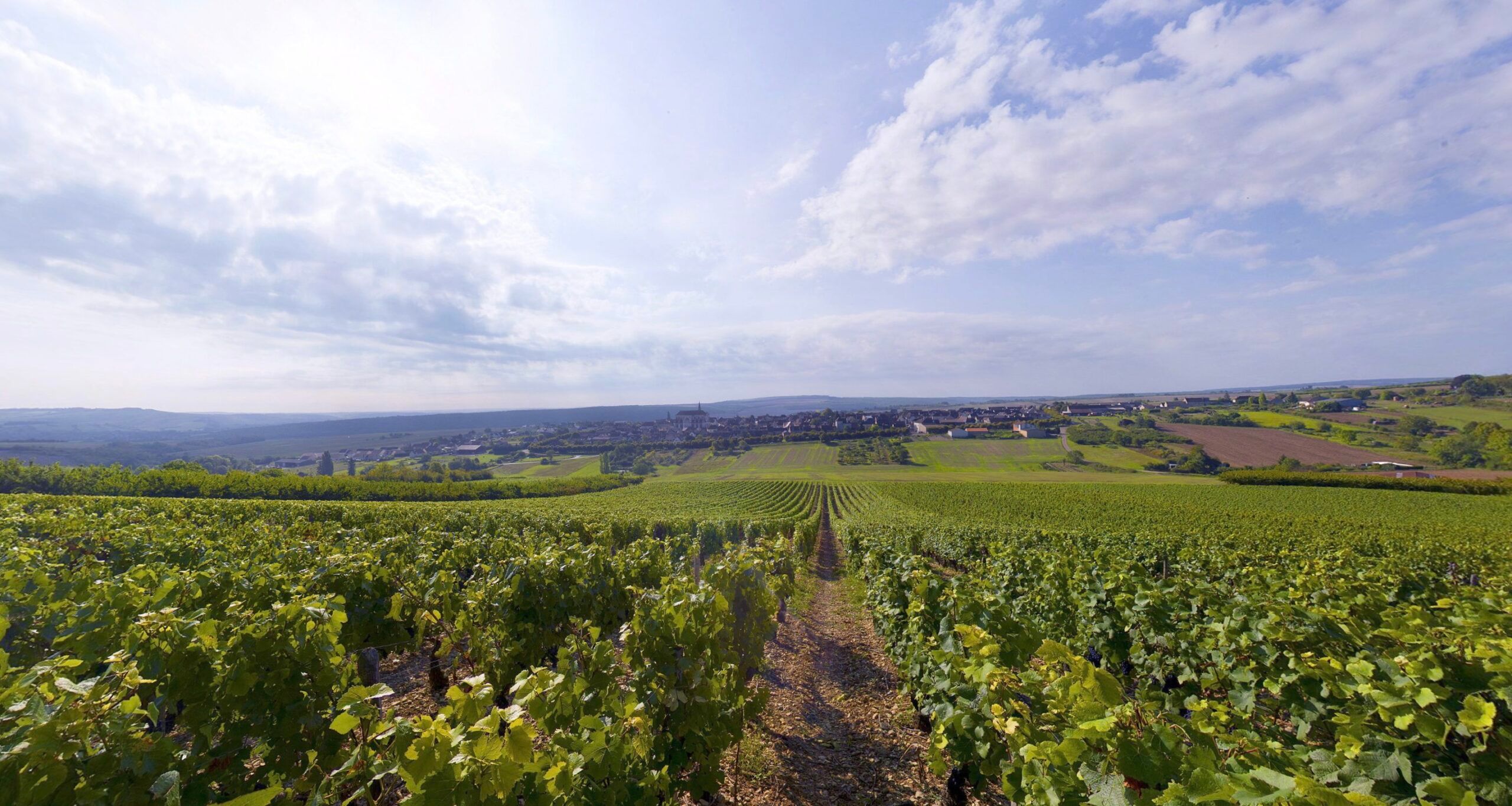 Hidden Gem: Discovering Bourgogne Coulanges-la-Vineuse