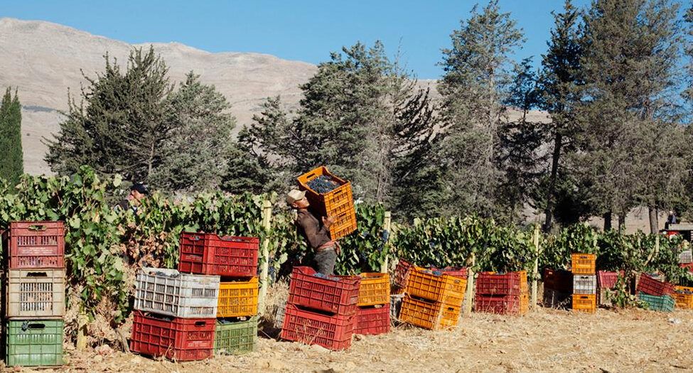 Michael Karam: Why Lebanon, its people & wines deserve our help