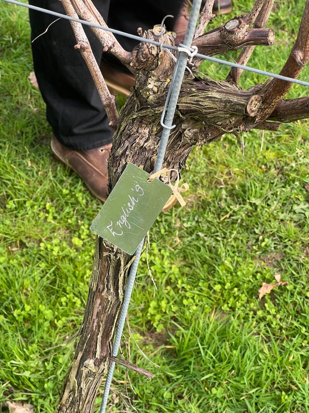 Roebuck Estate Viticulture Academy