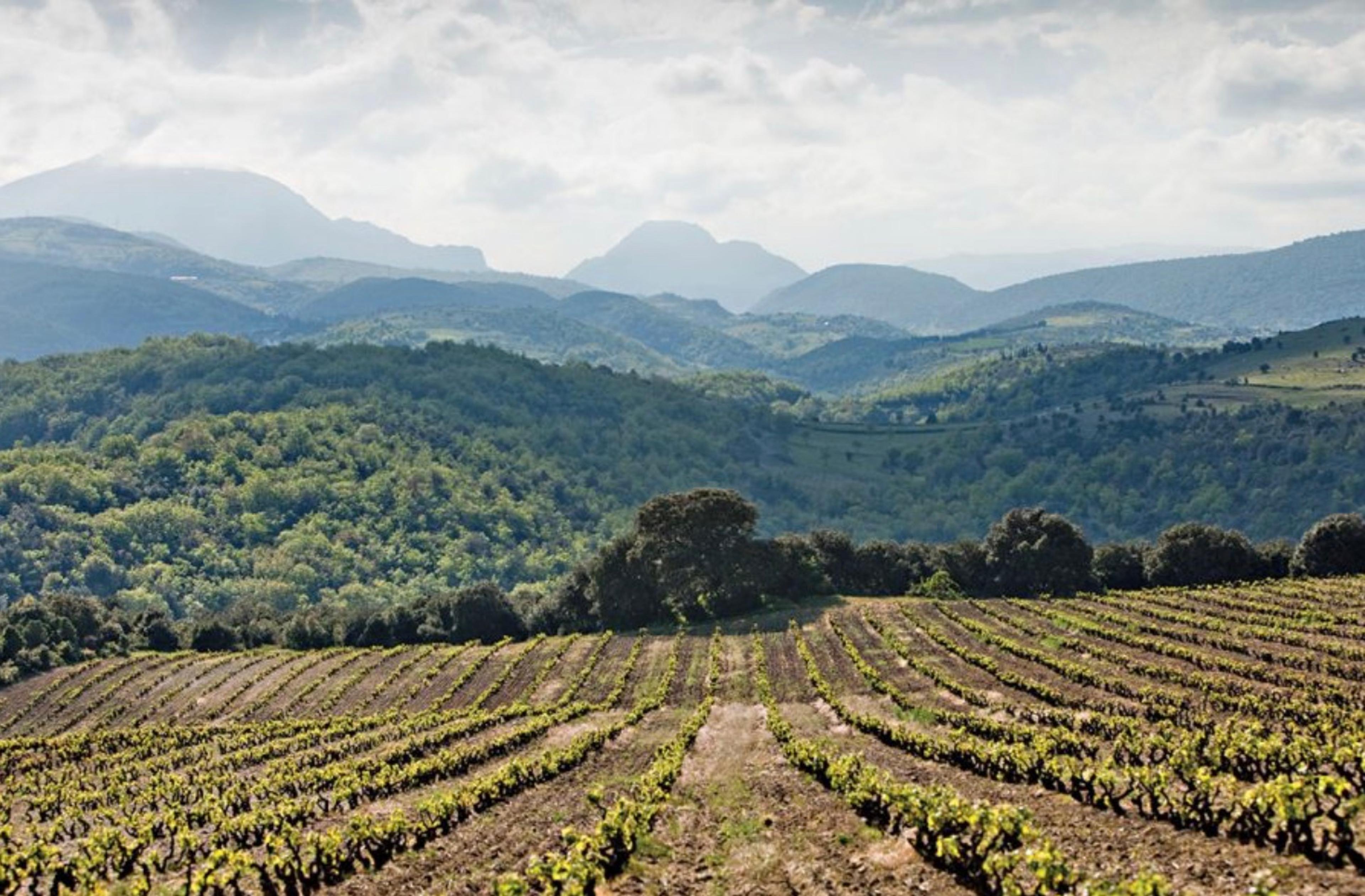 Why quality, value & diversity are key for Pays d’Oc IGP wines