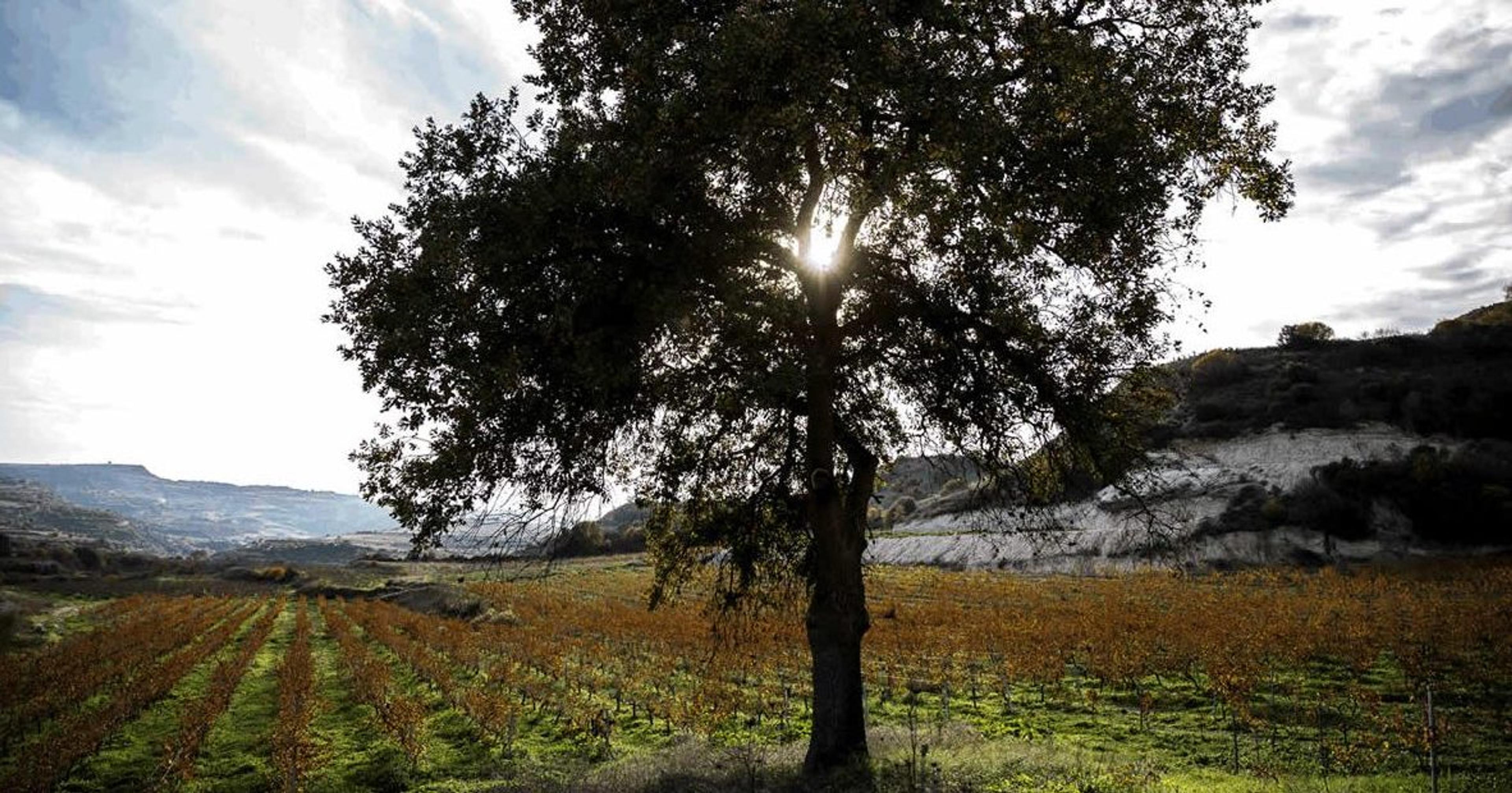 How new wave Cypriot wine still relies on its ancient varieties