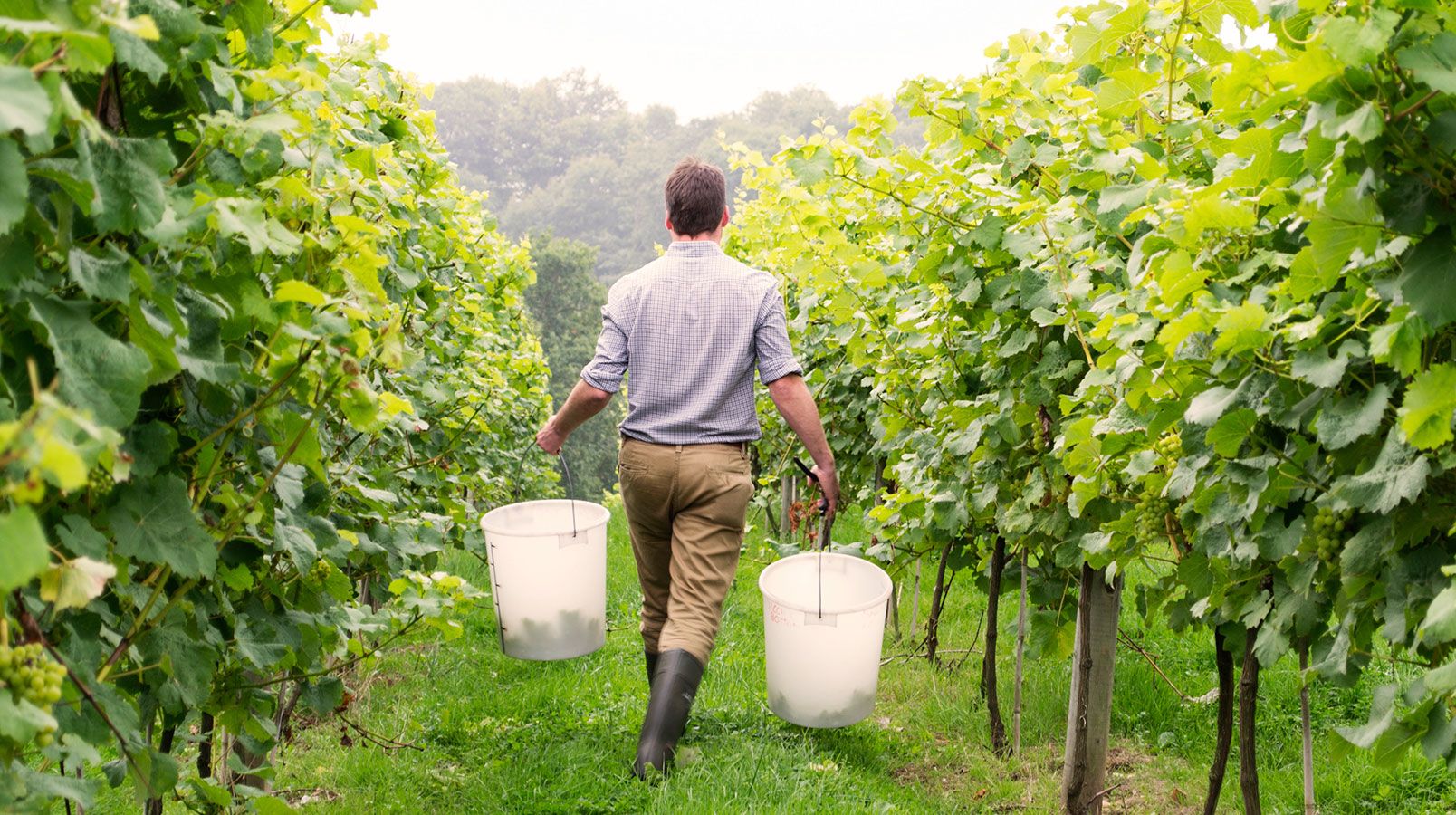 How UK wine industry is marching forward with WineGB