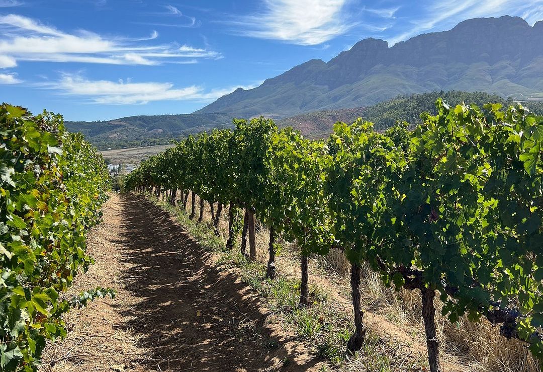 Location, location – Neil Ellis and the importance of site in Stellenbosch