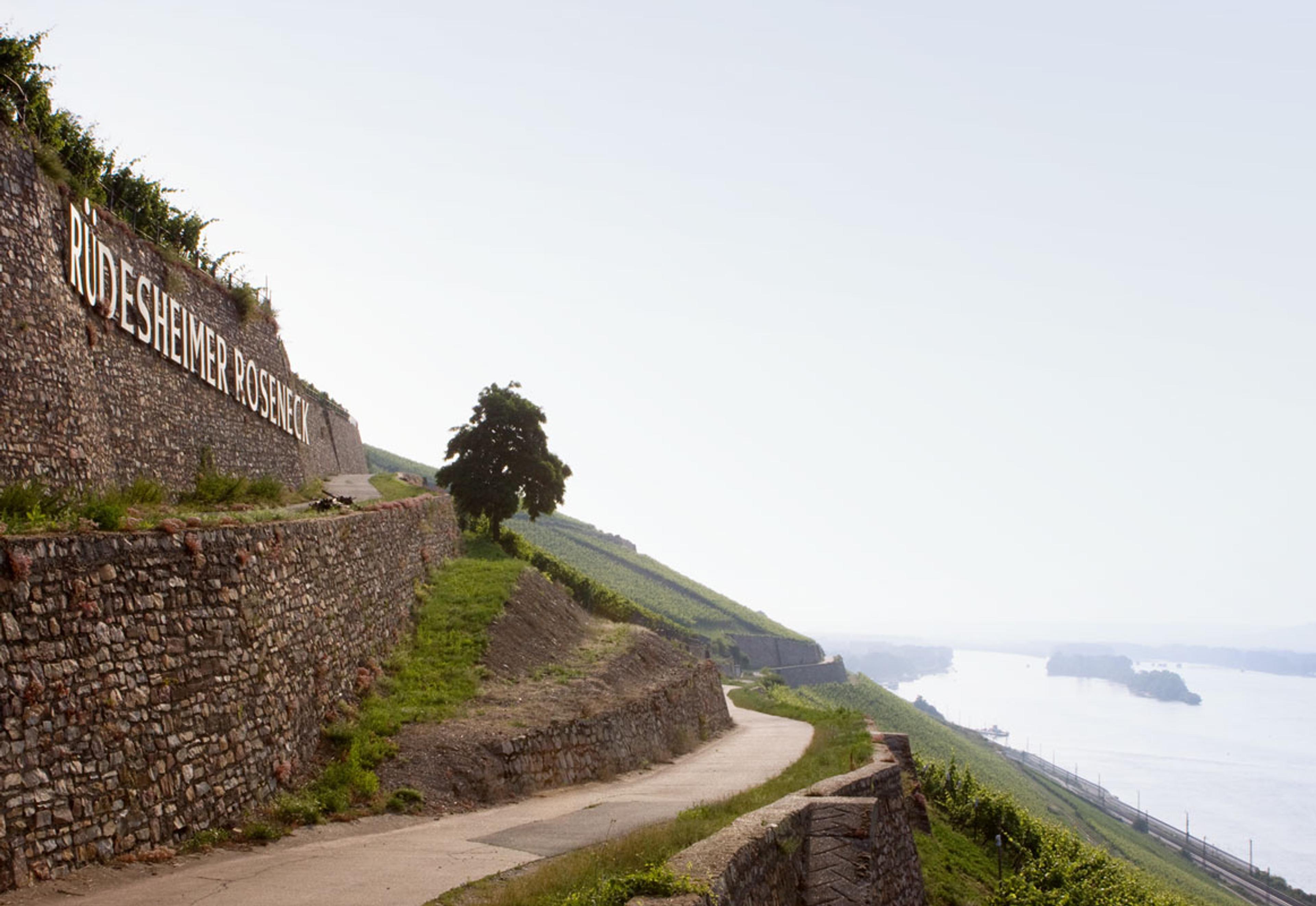 How German Riesling is coping with fashion and climate changes