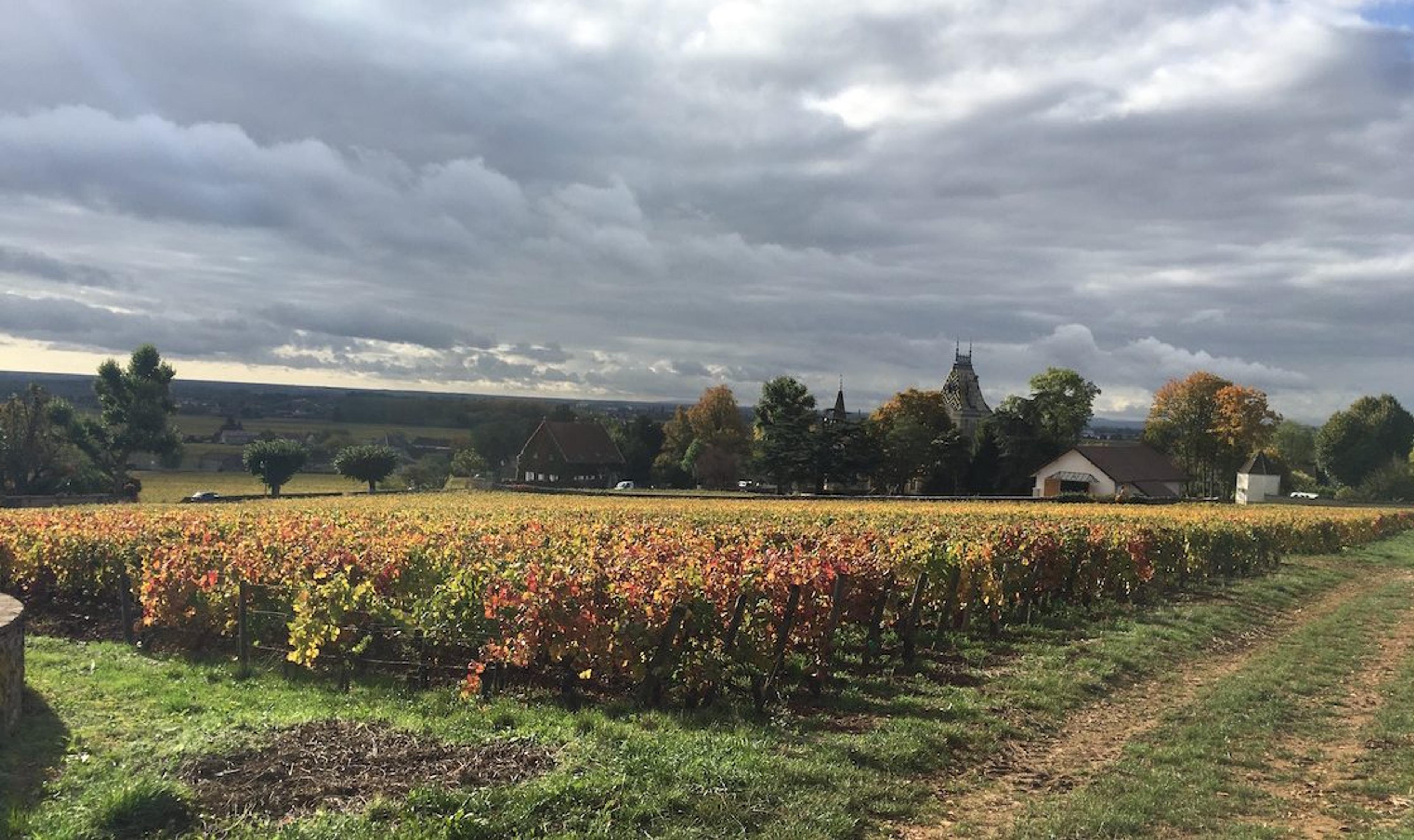 Corney & Barrow on Burgundy 2016: salvaged from near disaster
