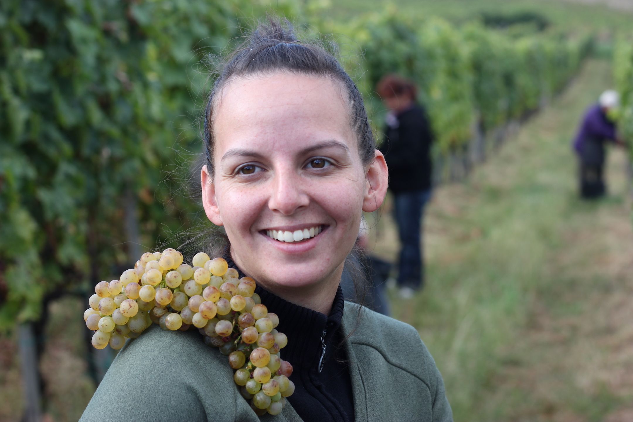 Caroline Gilby MW on Tokaj’s second grape: Hárslevelű