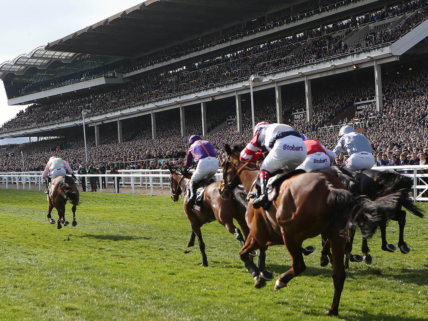 Mark your card for the Cheltenham festival with the Wine Tipster