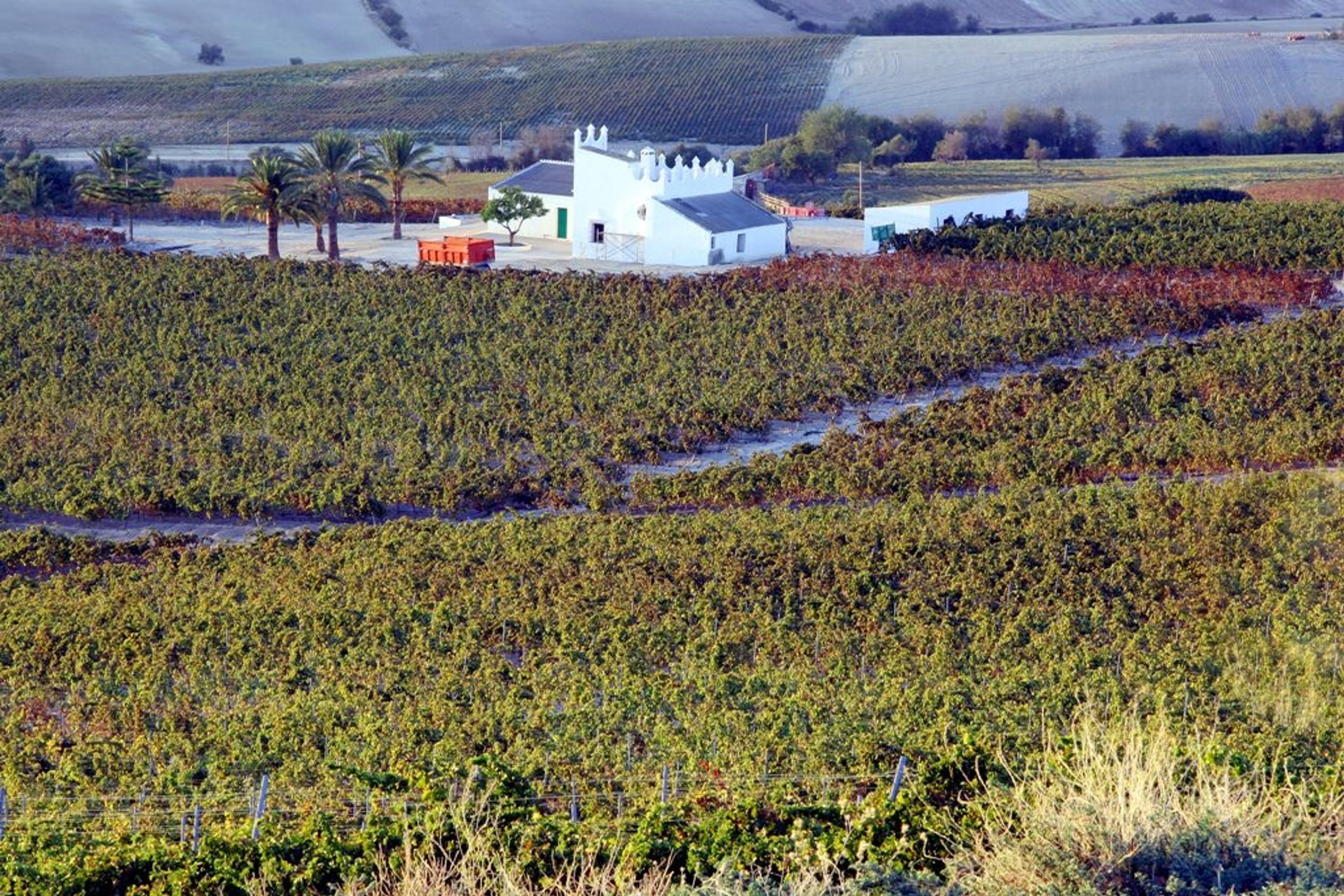 Singularly delicious: a decade of Grandes Pagos de Espana