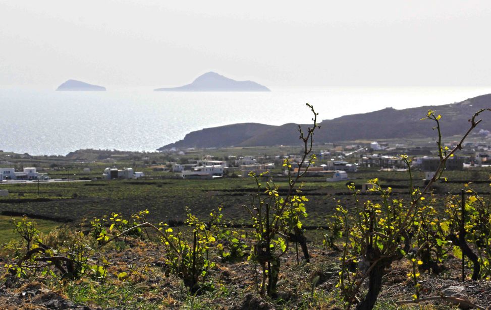 Celebrating the best wines of Santorini and the Greek islands