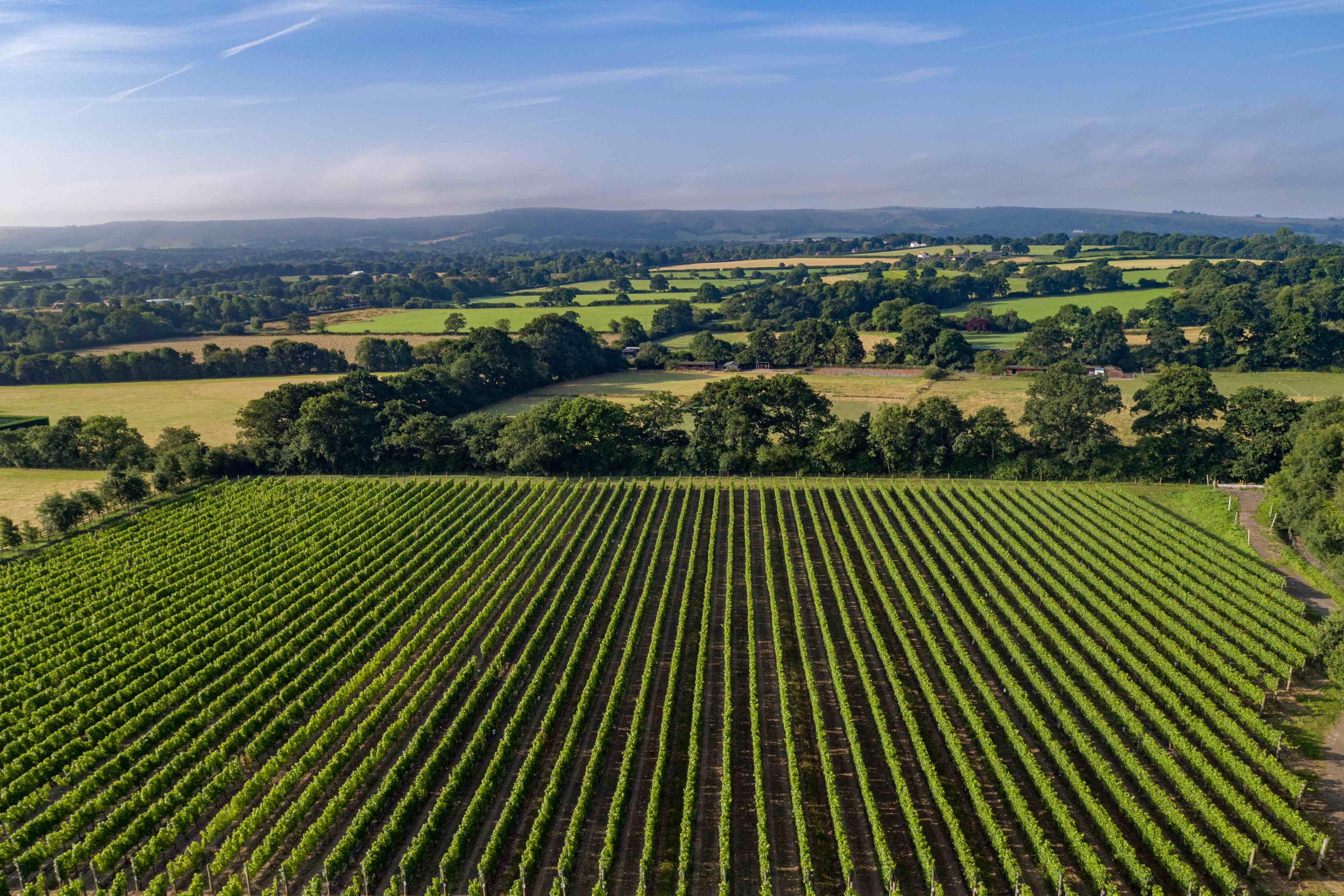 WineGB’s Julia Trustram Eve: the future looks better and better