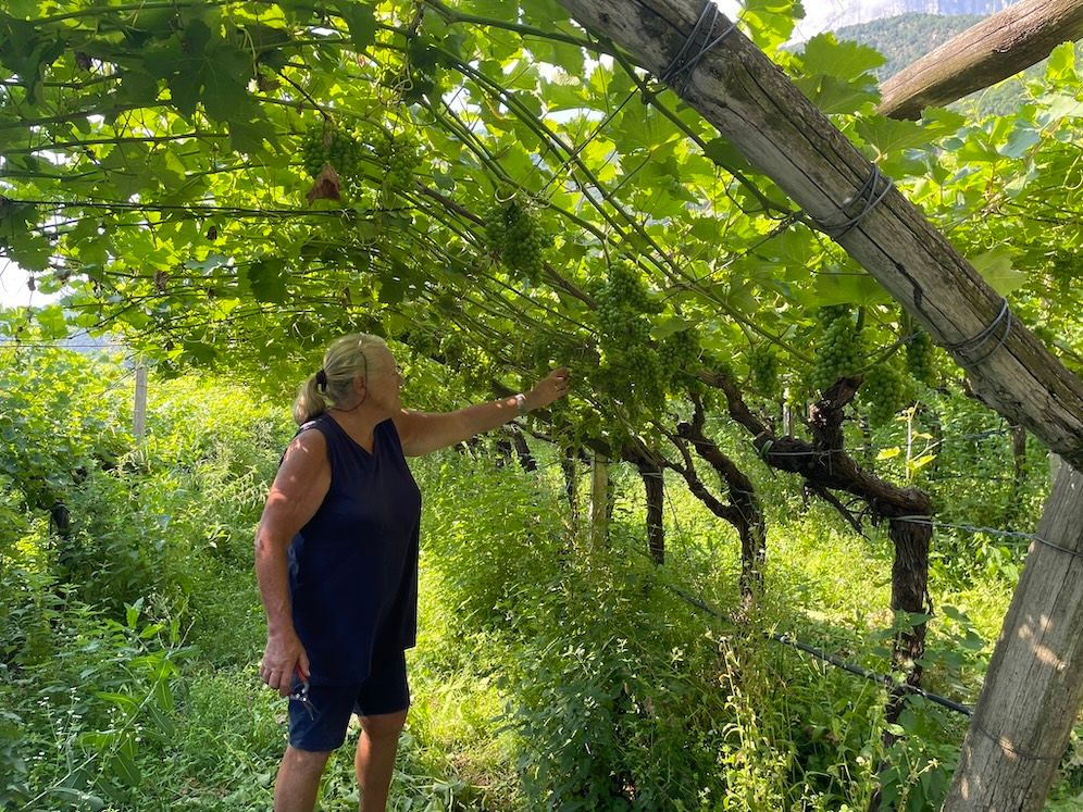 Why Cantina Terlano in Alto Adige is Pinot Bianco’s 'talent scout'