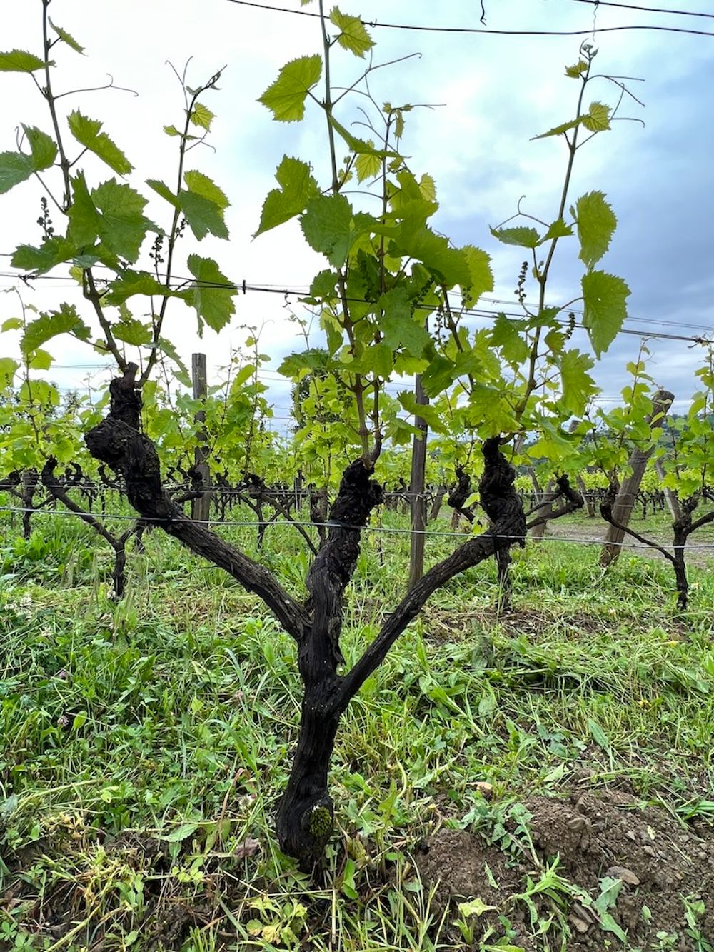 Joško Gravner