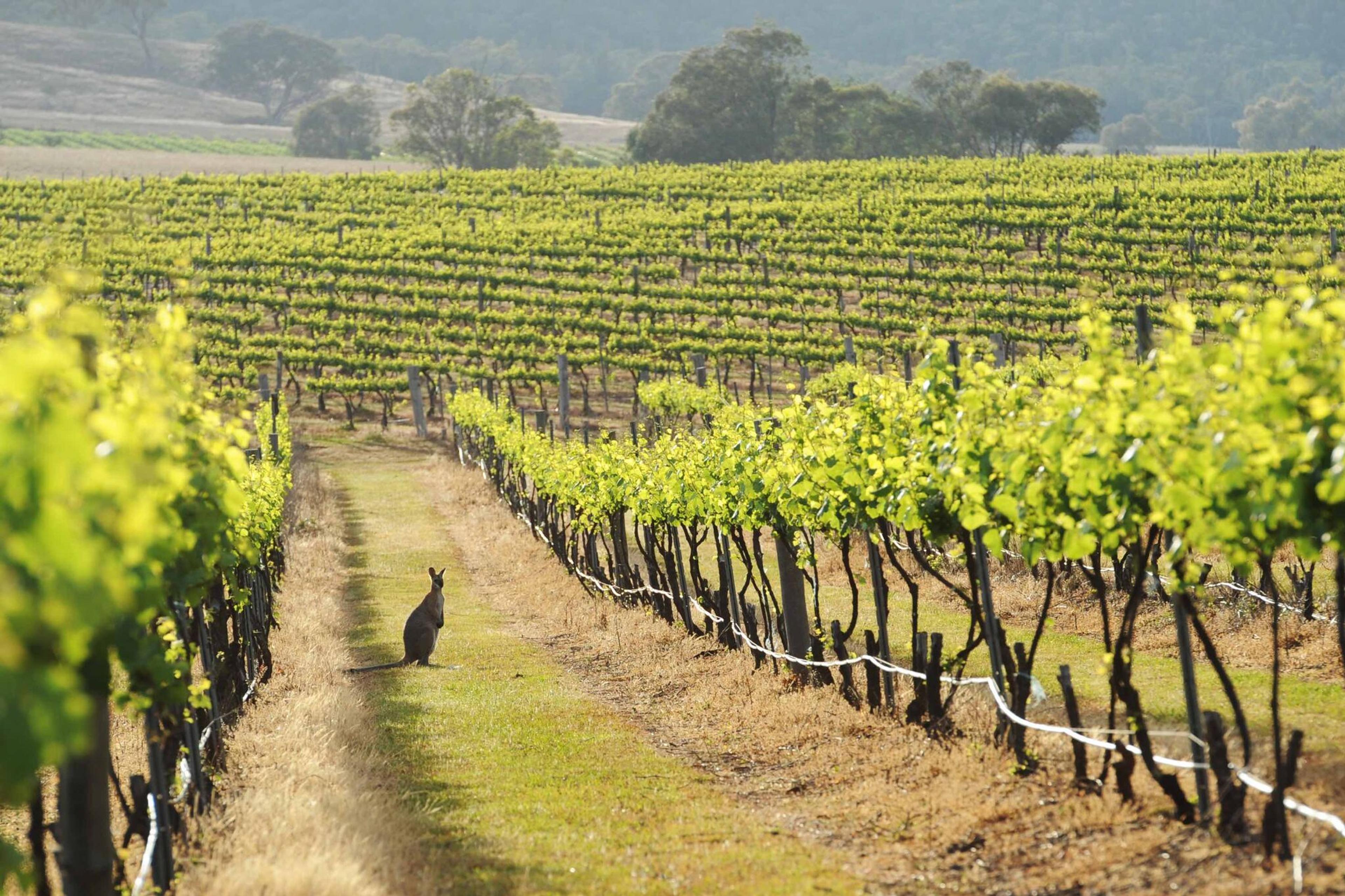 On the road: we visit Mudgee, an Aussie region worth re-appraising