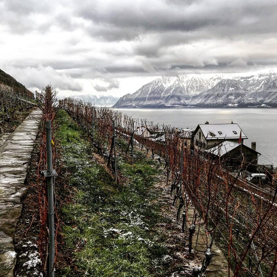 Expect the unexpected with Swiss wine – especially the Syrah