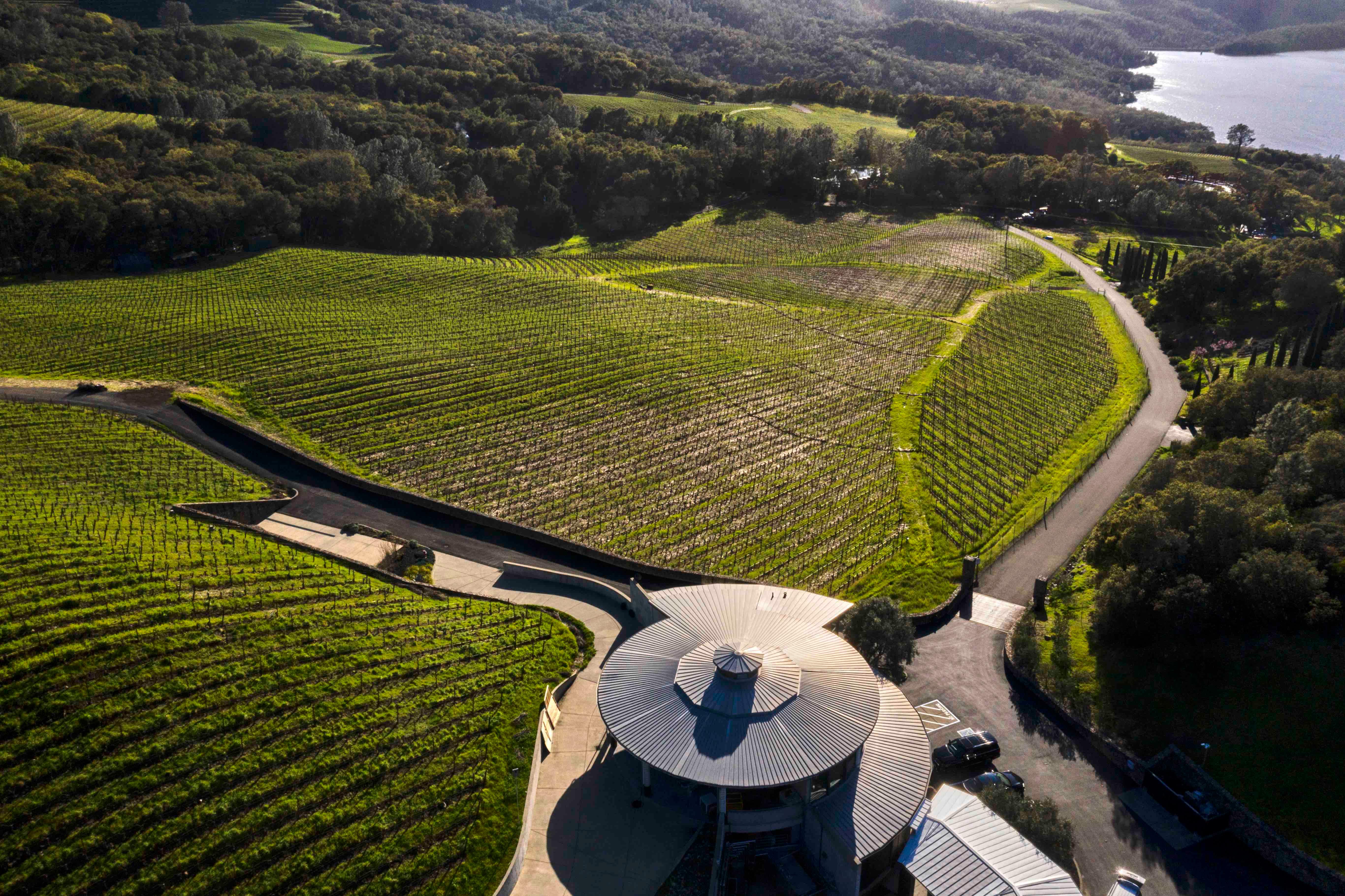 Bryant Family Vineyards focus on exports for its premium Napa wines