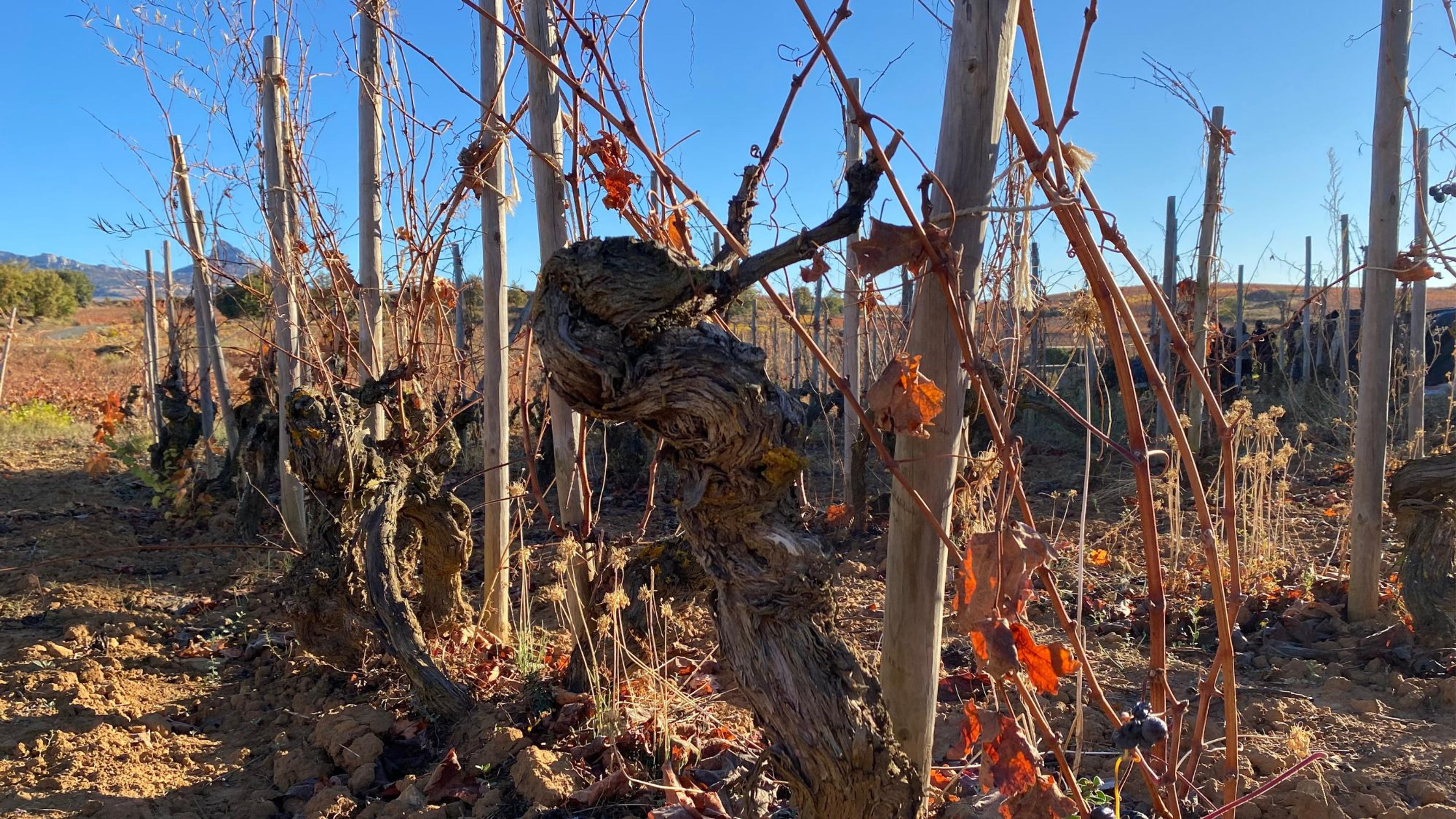 Rioja’s Terroir Revolution #3: Vino de Municipio – Rioja’s village wine