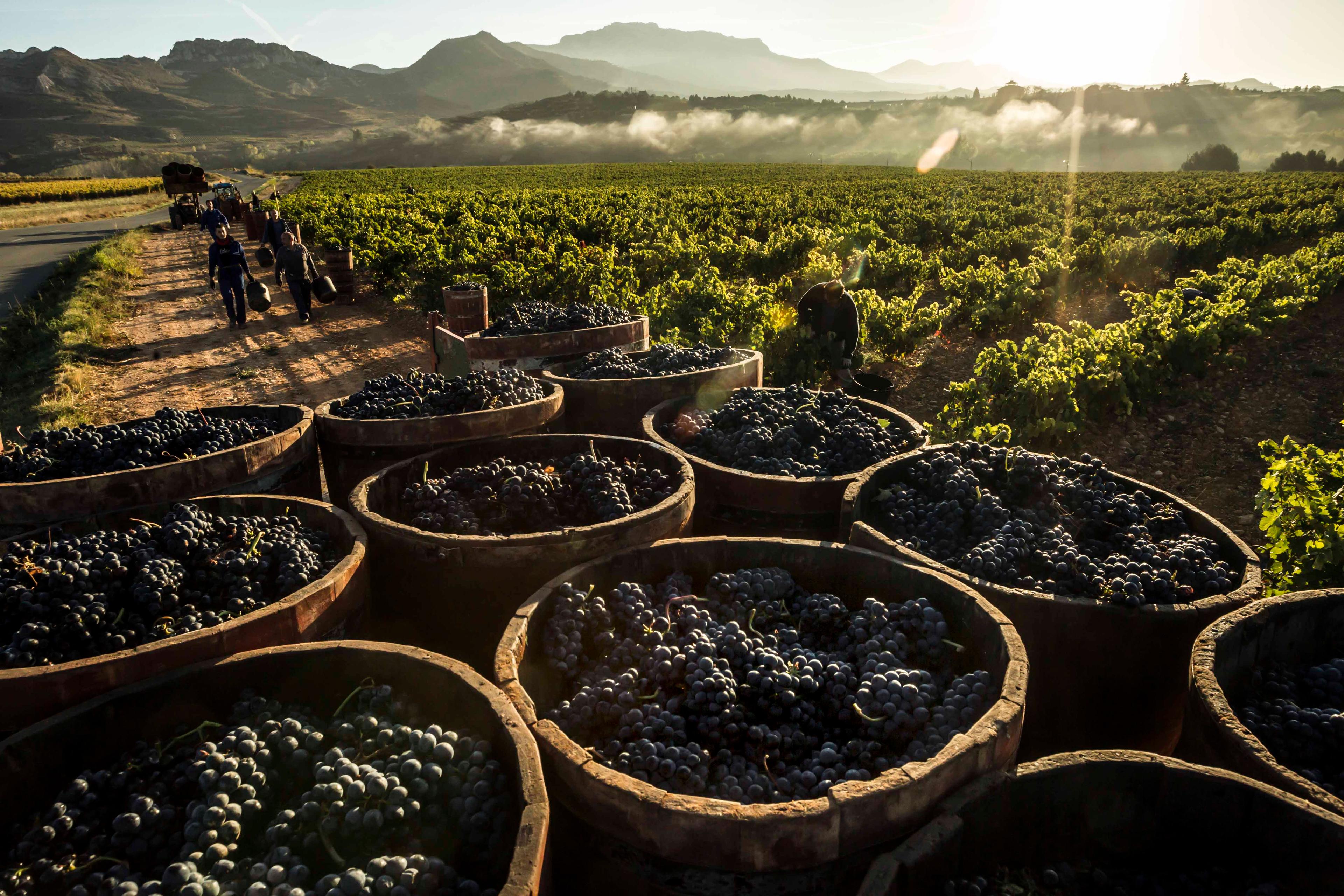 How sommeliers can sign up for new Rioja Somm’er School