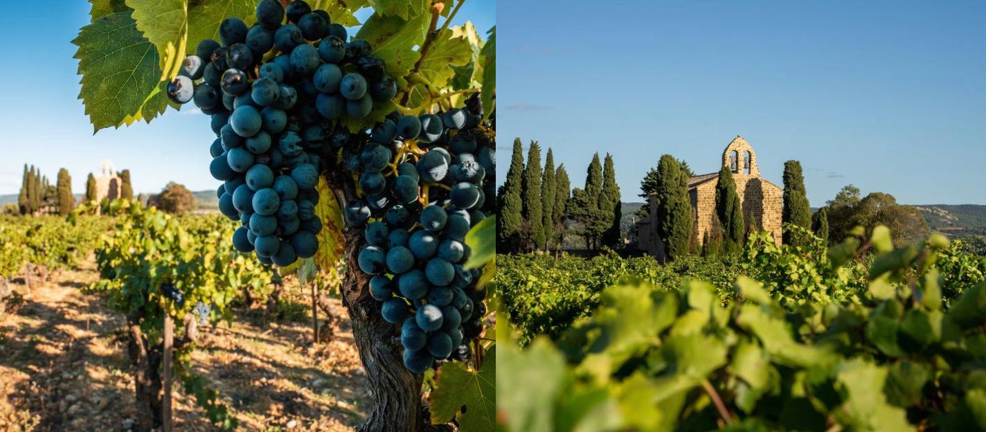 The Languedoc: a region rooted in resilience and re-invention