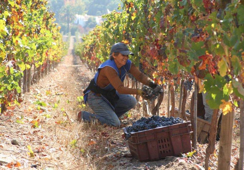 “Undiscovered’ Chilean wines shine at ProChile tasting