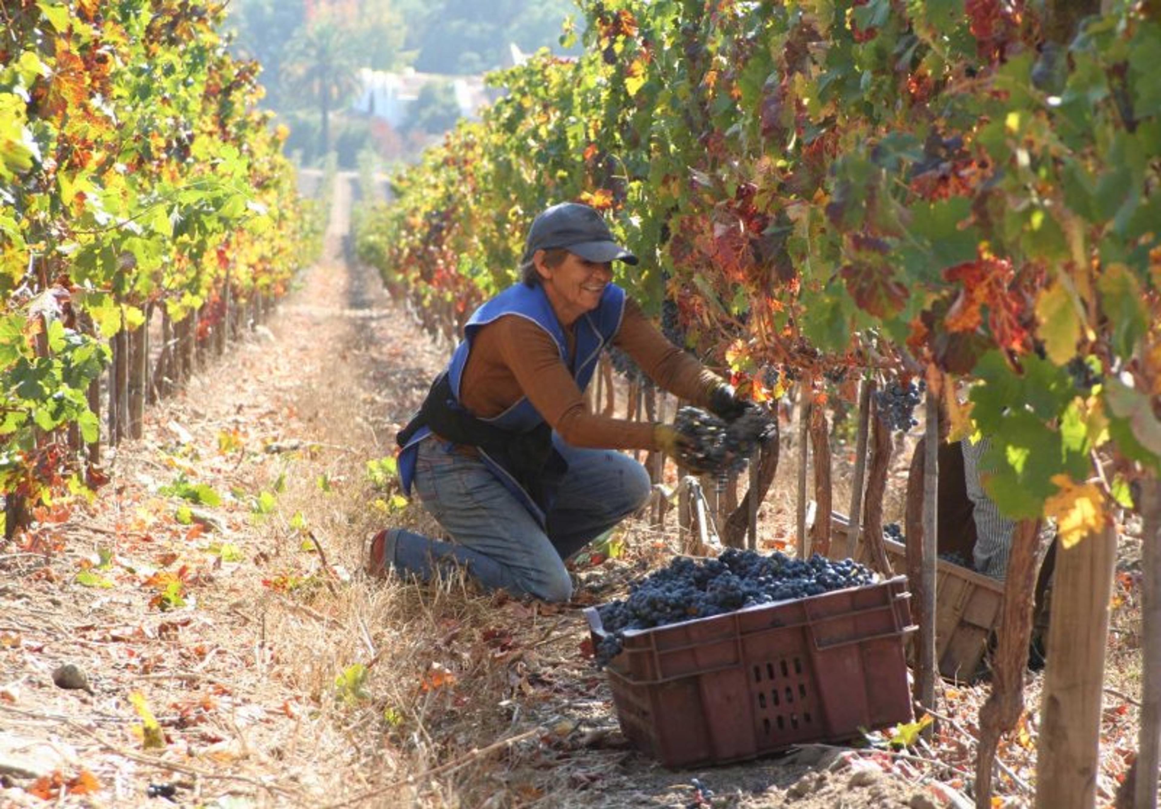 “Undiscovered’ Chilean wines shine at ProChile tasting