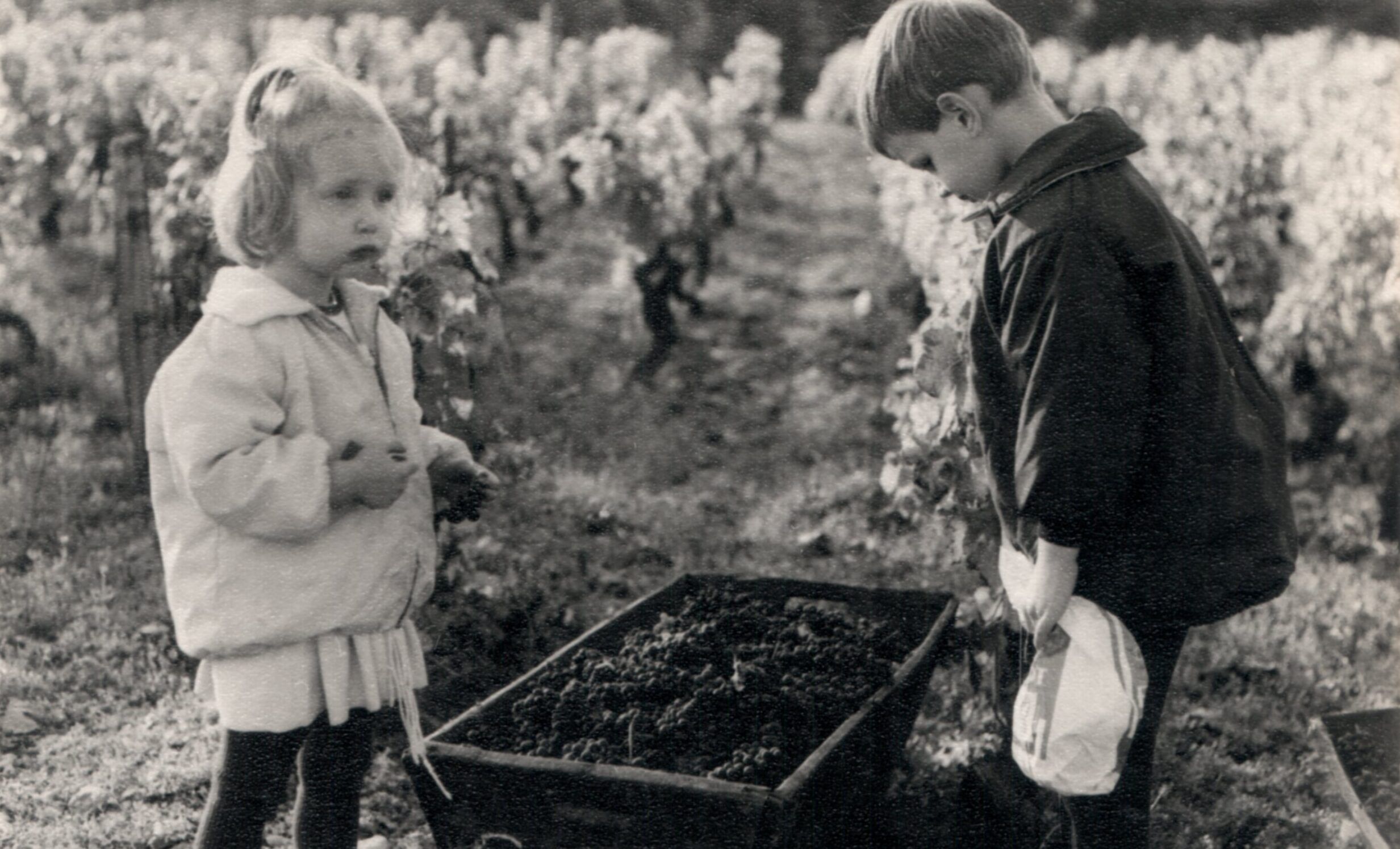 Why the Clos des Mouches is still Joseph Drouhin’s beating heart