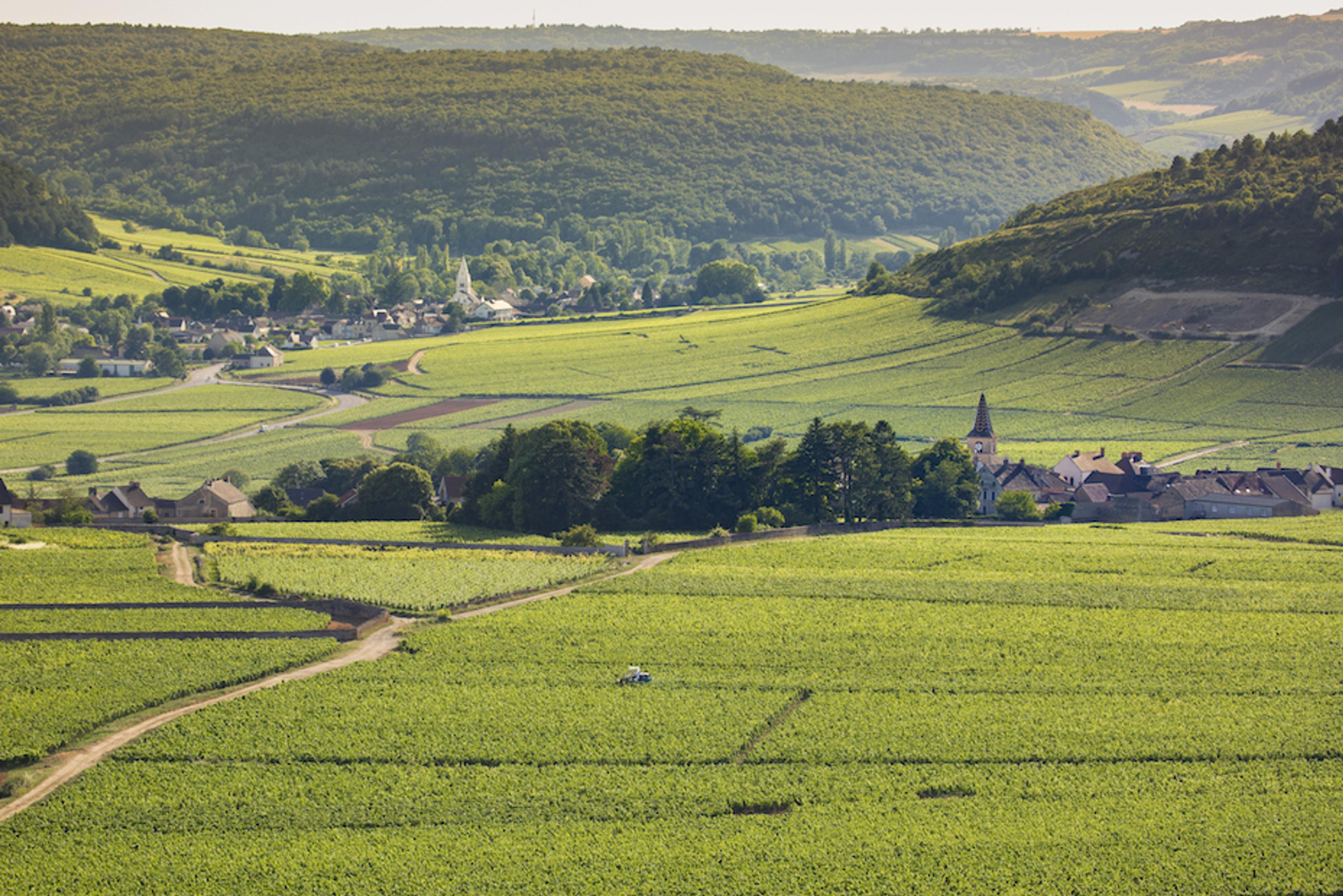 Howard Ripley: How to tap into Bourgogne Régionale+ wines