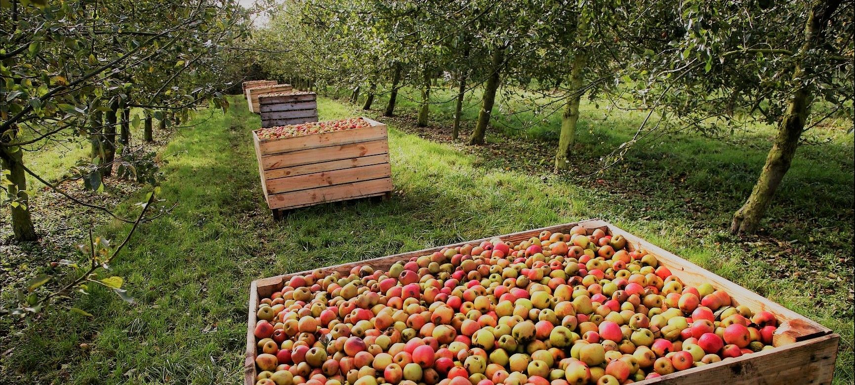 World Calvados Week: what to know about apples & Calvados 