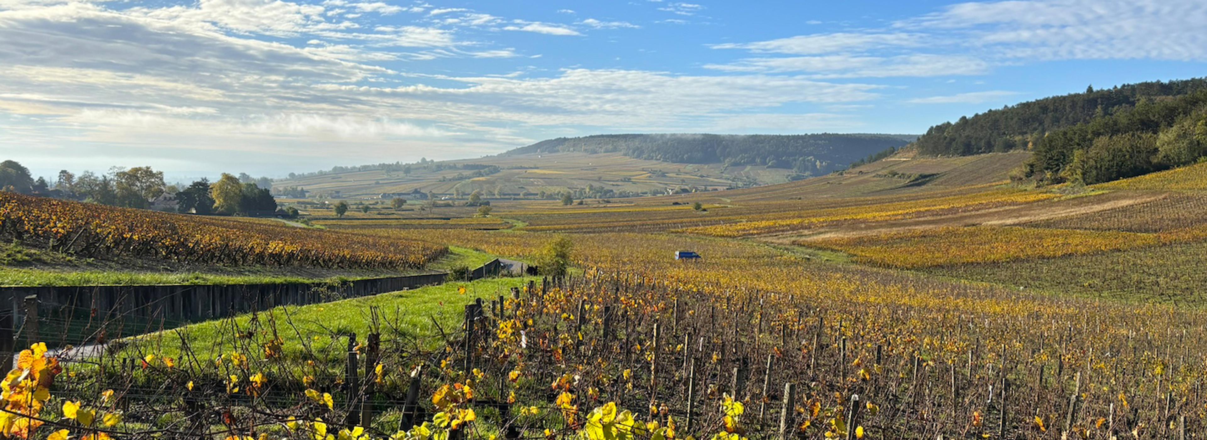 Burgundy 2022 is like walking on sunshine says C&B’s Guy Seddon