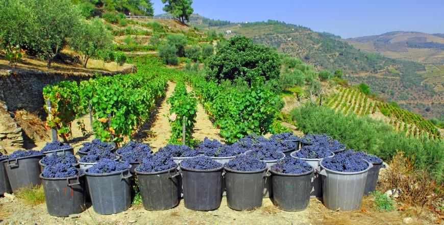 Matthew Gaughan: how Portugal is making waves around the world