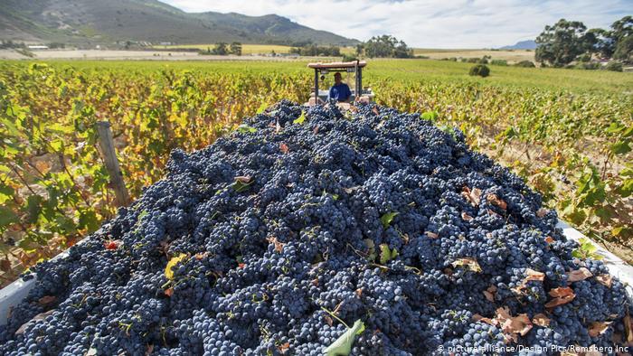 Exclusive: World bulk wine trends and impact on global markets