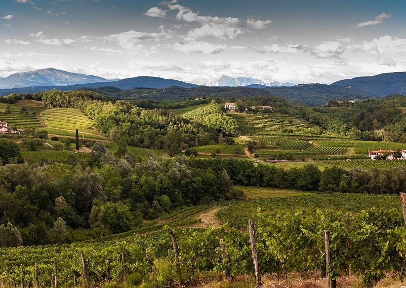 Tasting the wines of Collavini, Friuli’s ‘lord of Ribolla Gialla’