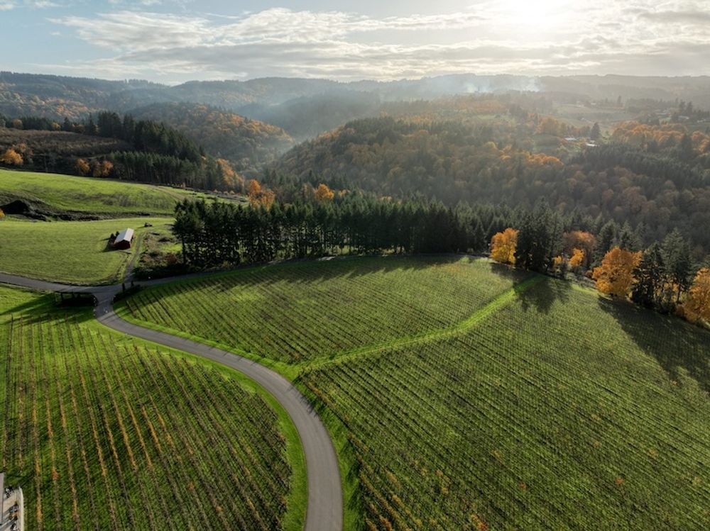 Ponzi Vineyards