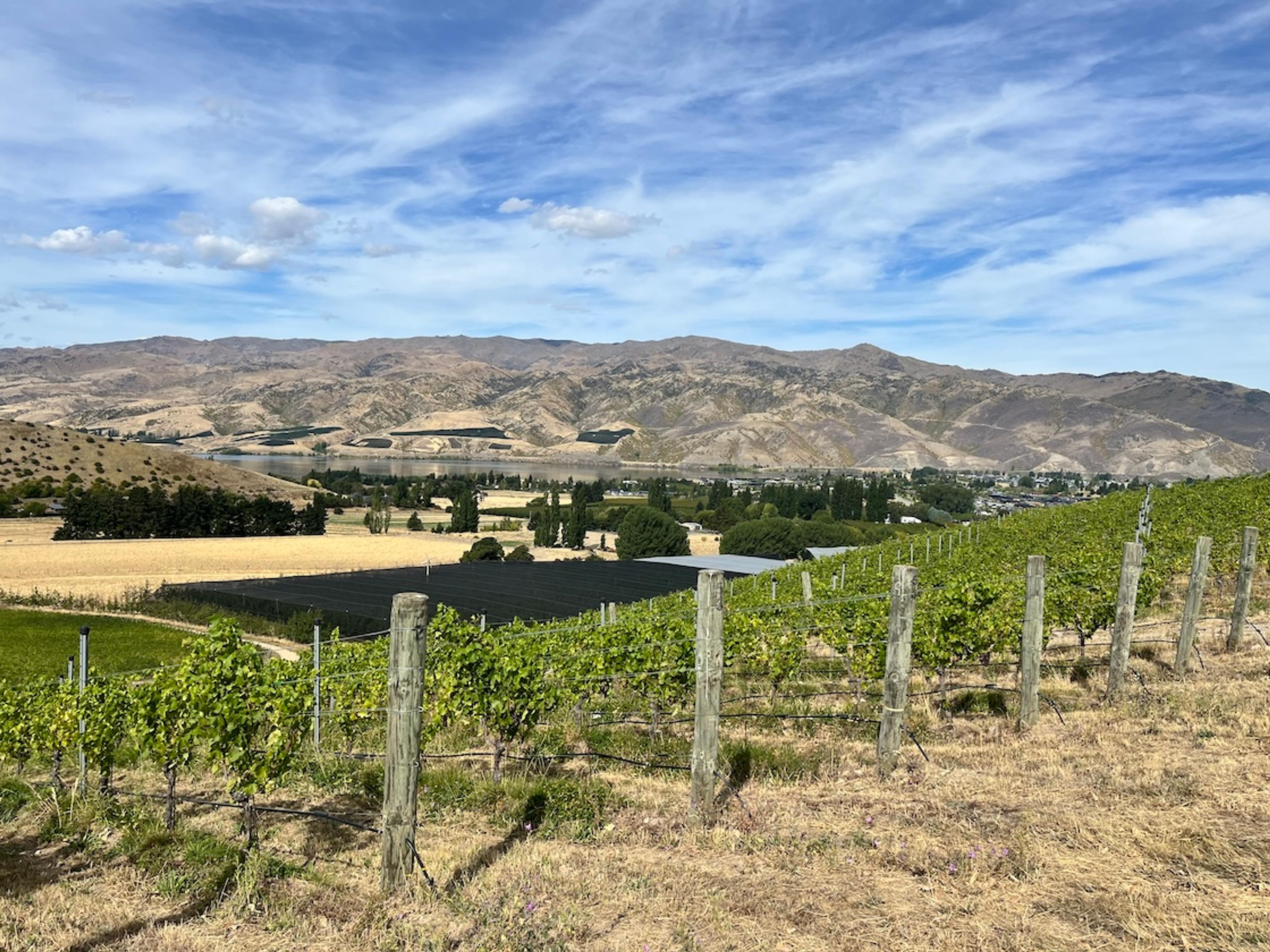 How 'magical' whites are the next big thing from NZ's Central Otago