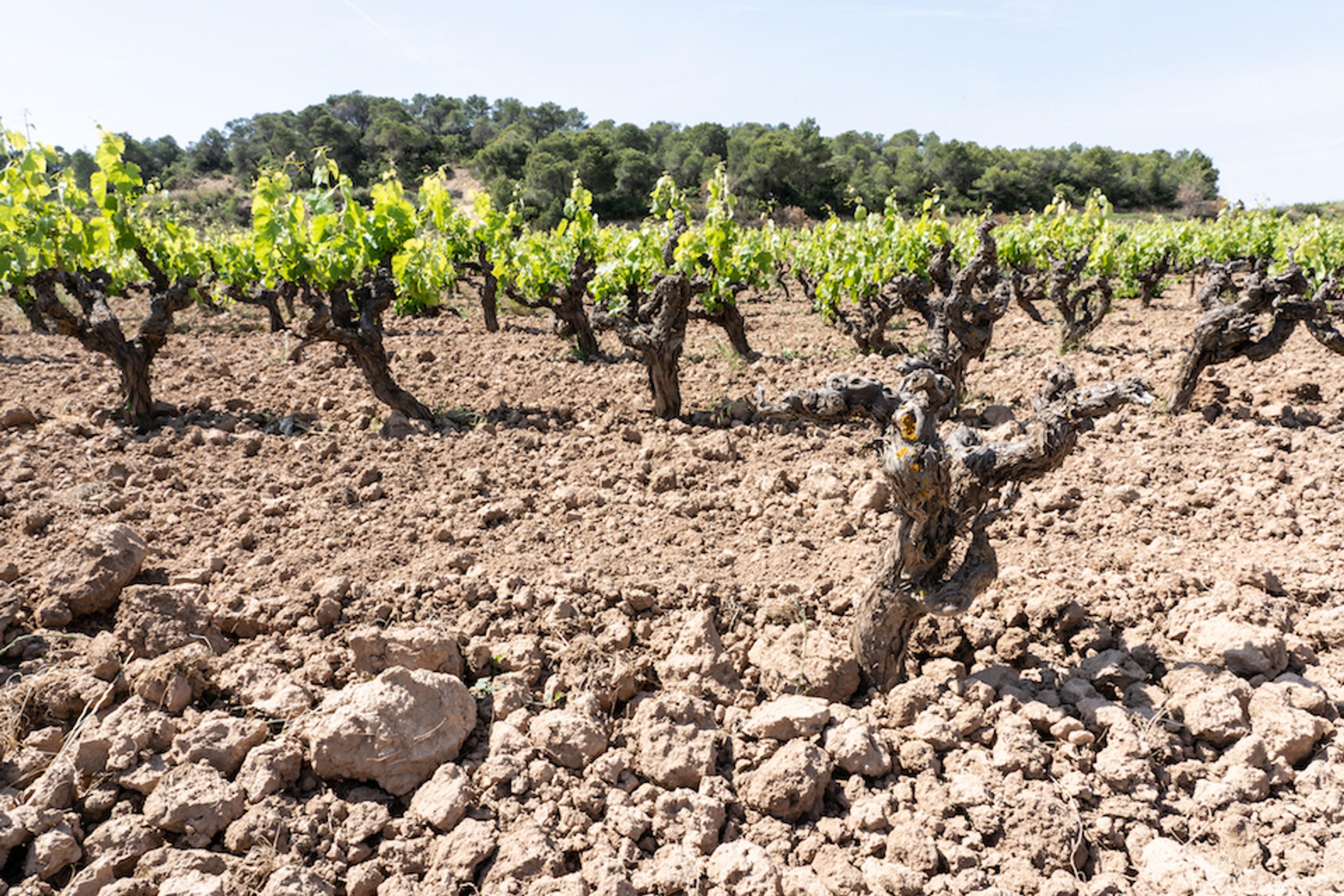 Discovering Catalonian gems in the wines of DO Terra Alta
