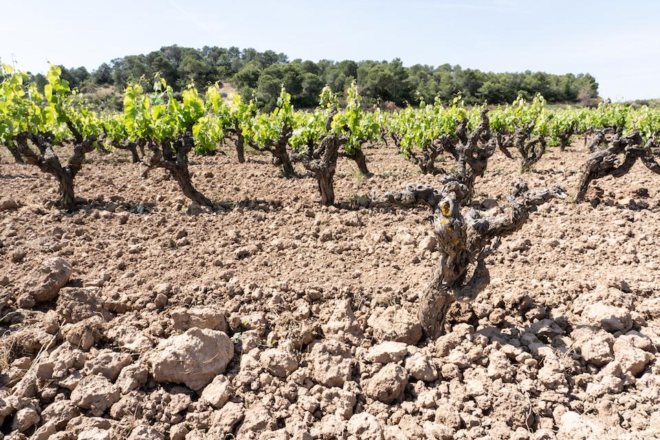 Discovering Catalonian gems in the wines of DO Terra Alta
