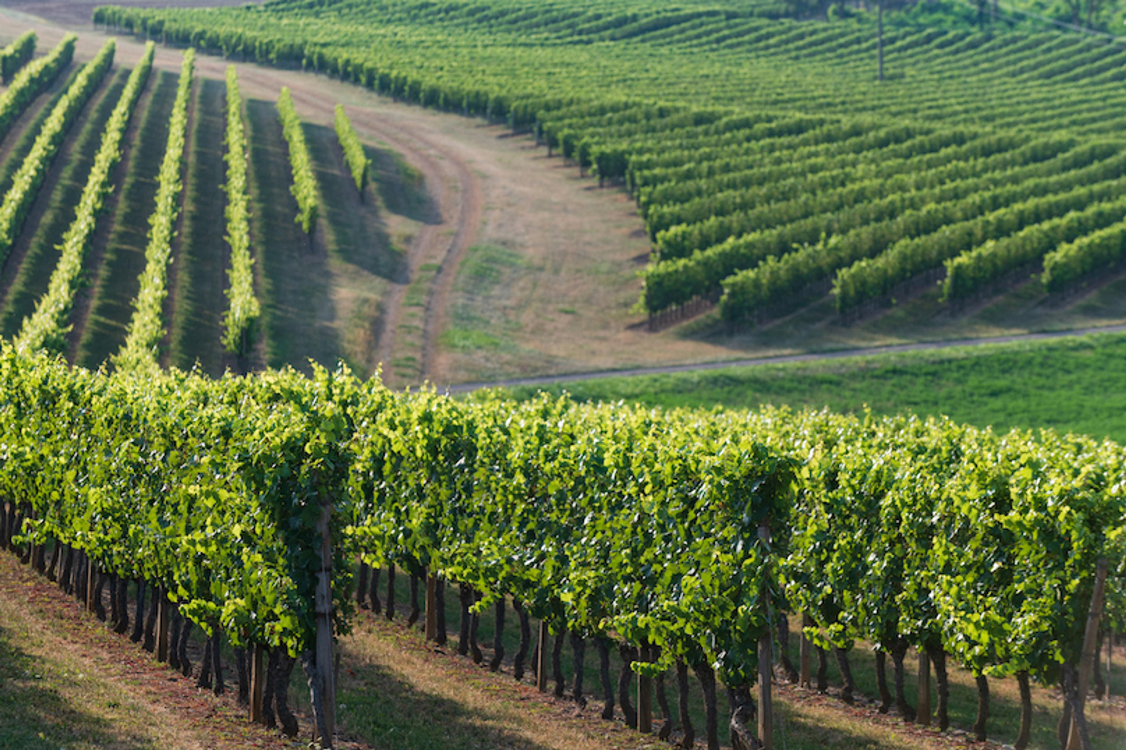 Bourgogne Week 2020: FM&V on Bourgogne Hautes Côtes