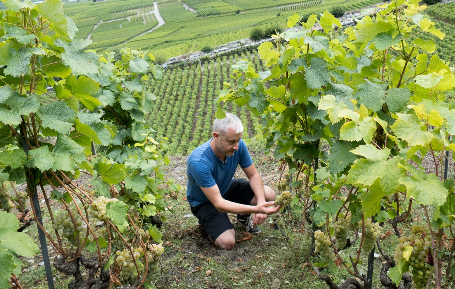 David Kermode on the baffling beauty of Swiss wine