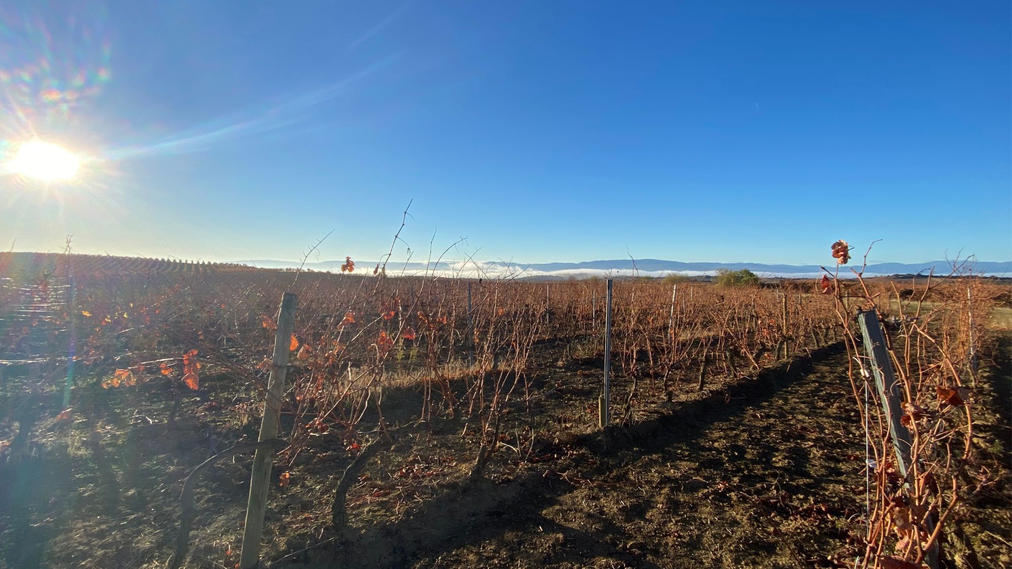 Rioja’s Terroir Revolution #4: the Viñedos Singulares category