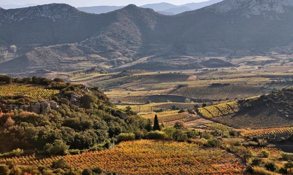 Sarah McCleery: 12 Roussillon wineries you need to discover