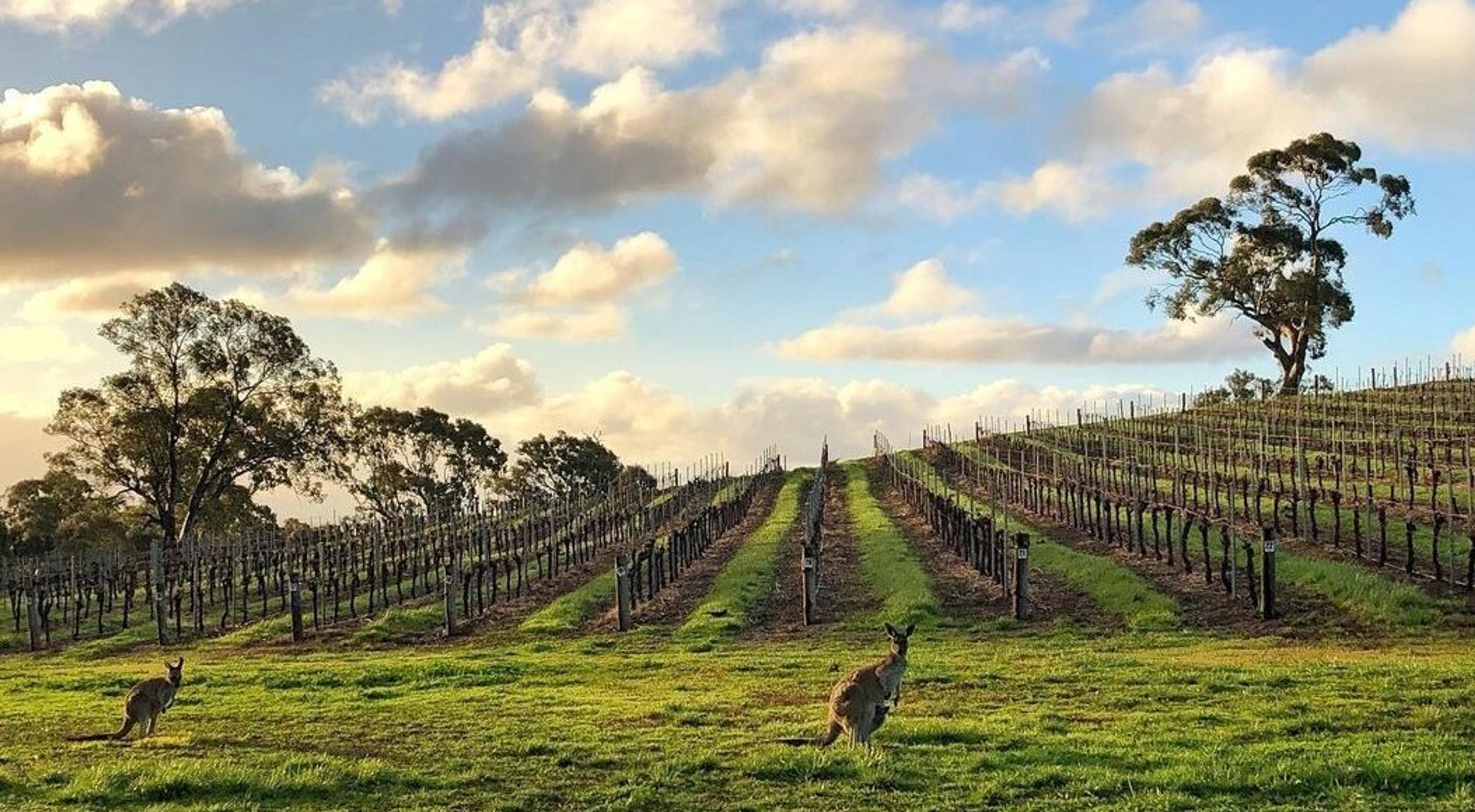 How Grenache is bouncing back in Barossa and McLaren Vale