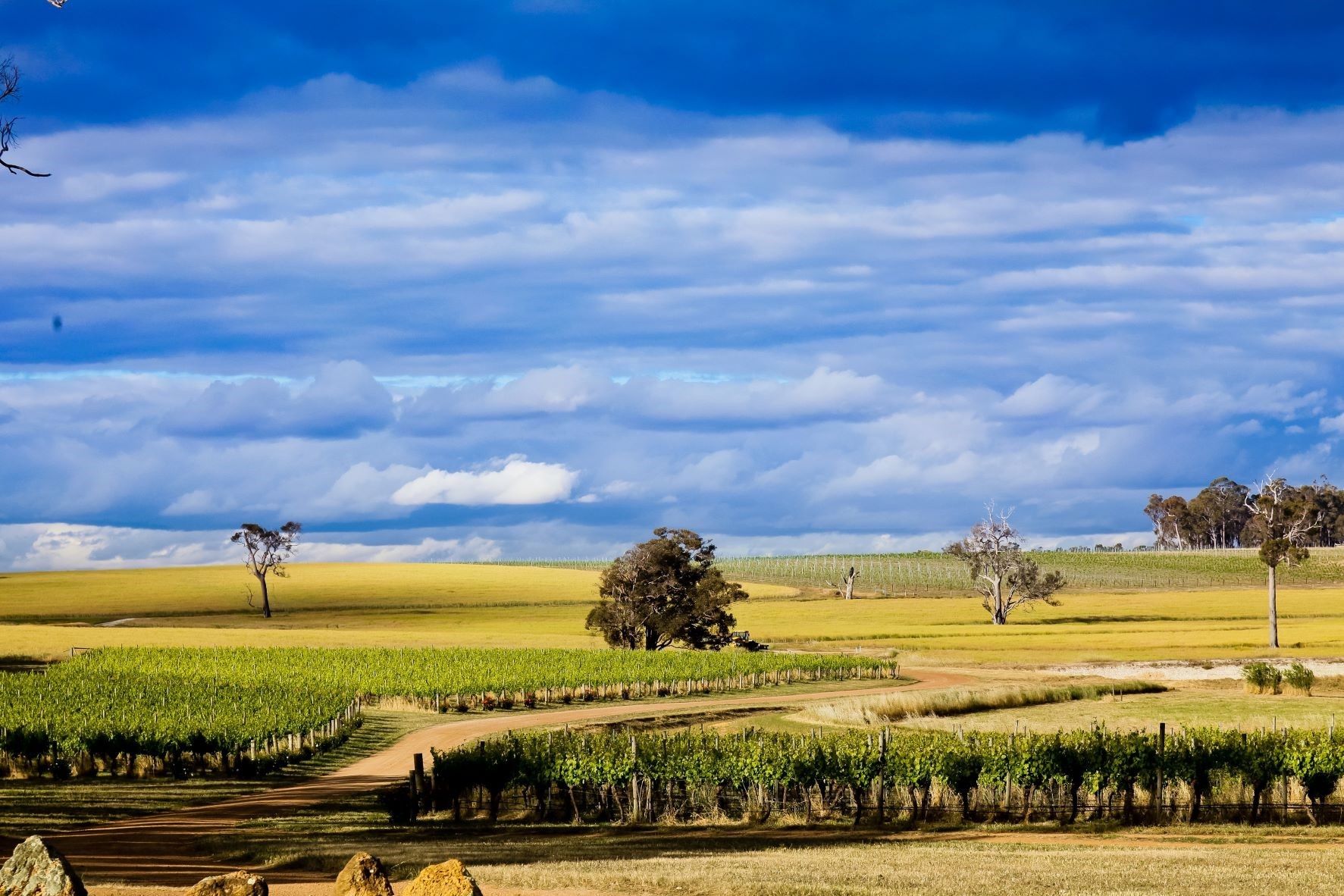 How Riesling is a treasure of Australia’s Great Southern region