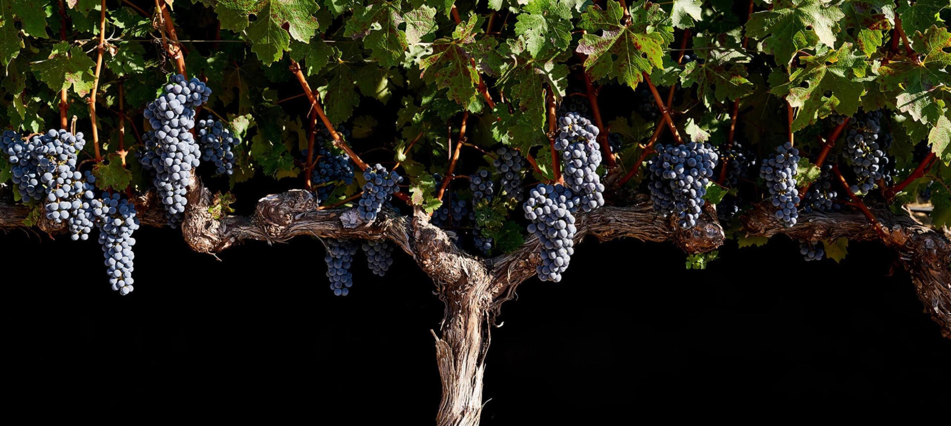 How Pol Roger Portfolio is one of UK’s key Napa wine suppliers  