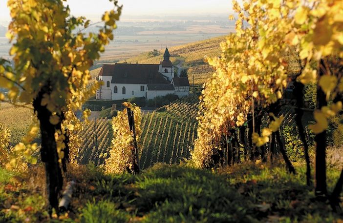 IWSC expert panel identifies key trends shaping Alsace today