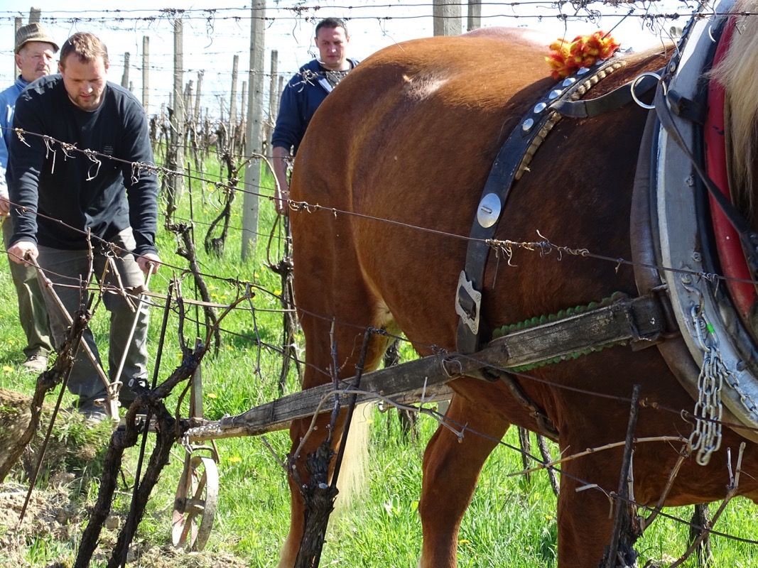 The Buyer on the road: the best wines from the Czech Republic