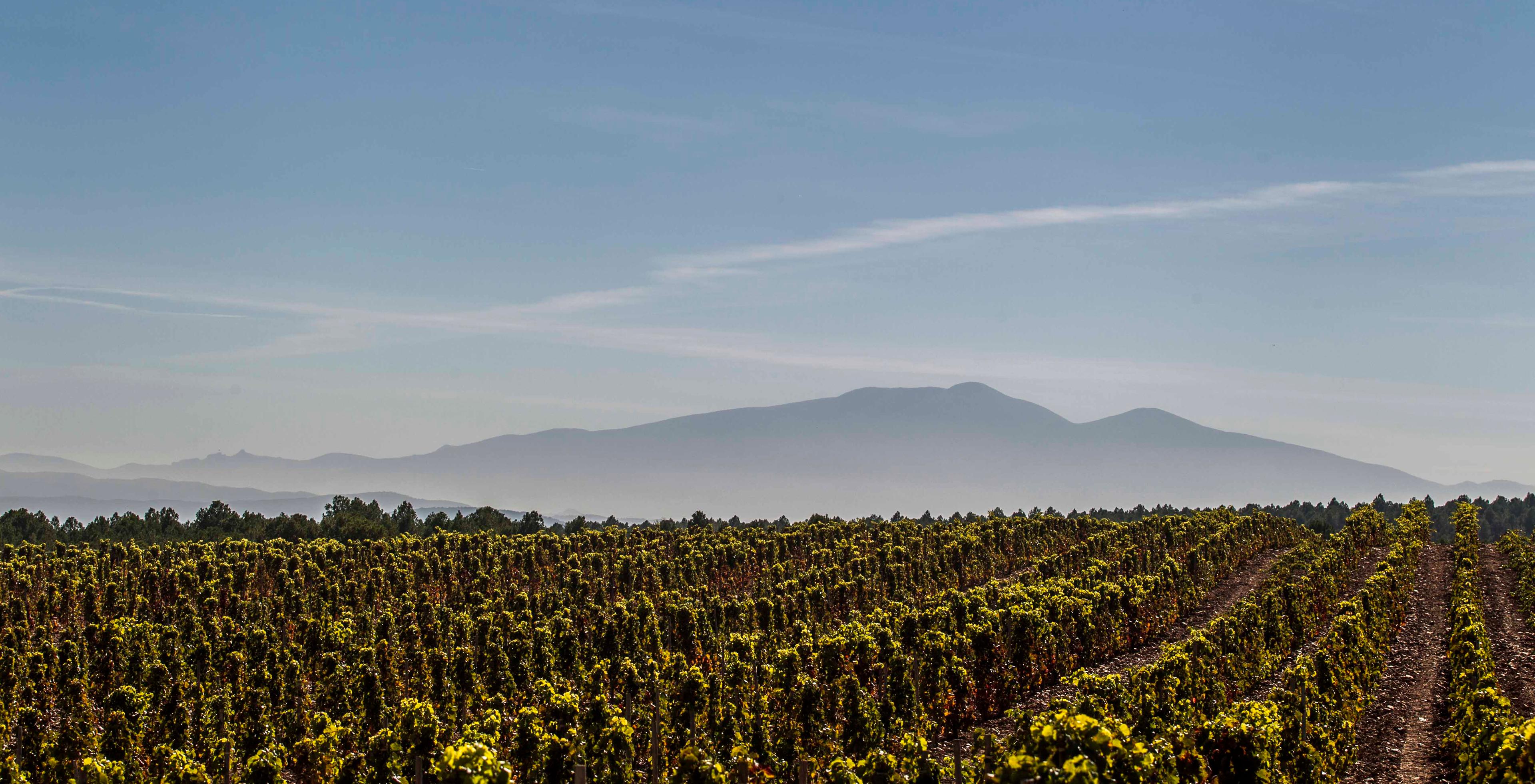 Rioja Somm'er School: Exploring the diversity of Rioja Oriental