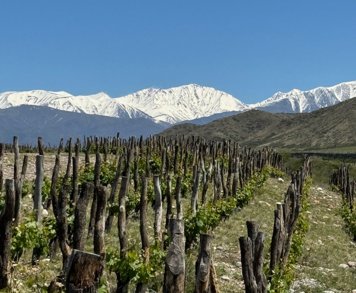 How Argentina’s ‘mountain wines’ are taking  it to new heights