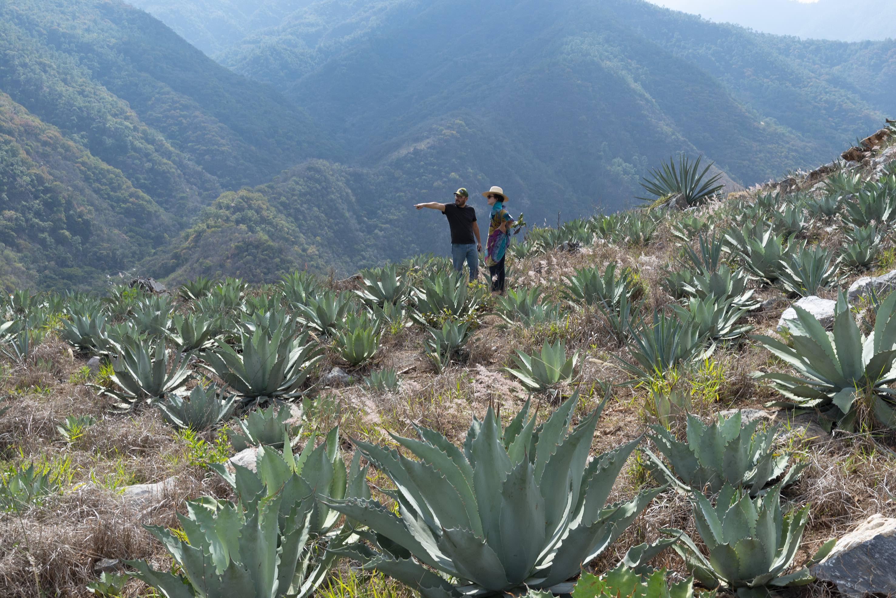 Katie Canfield on discovering Mexico’s real mezcal