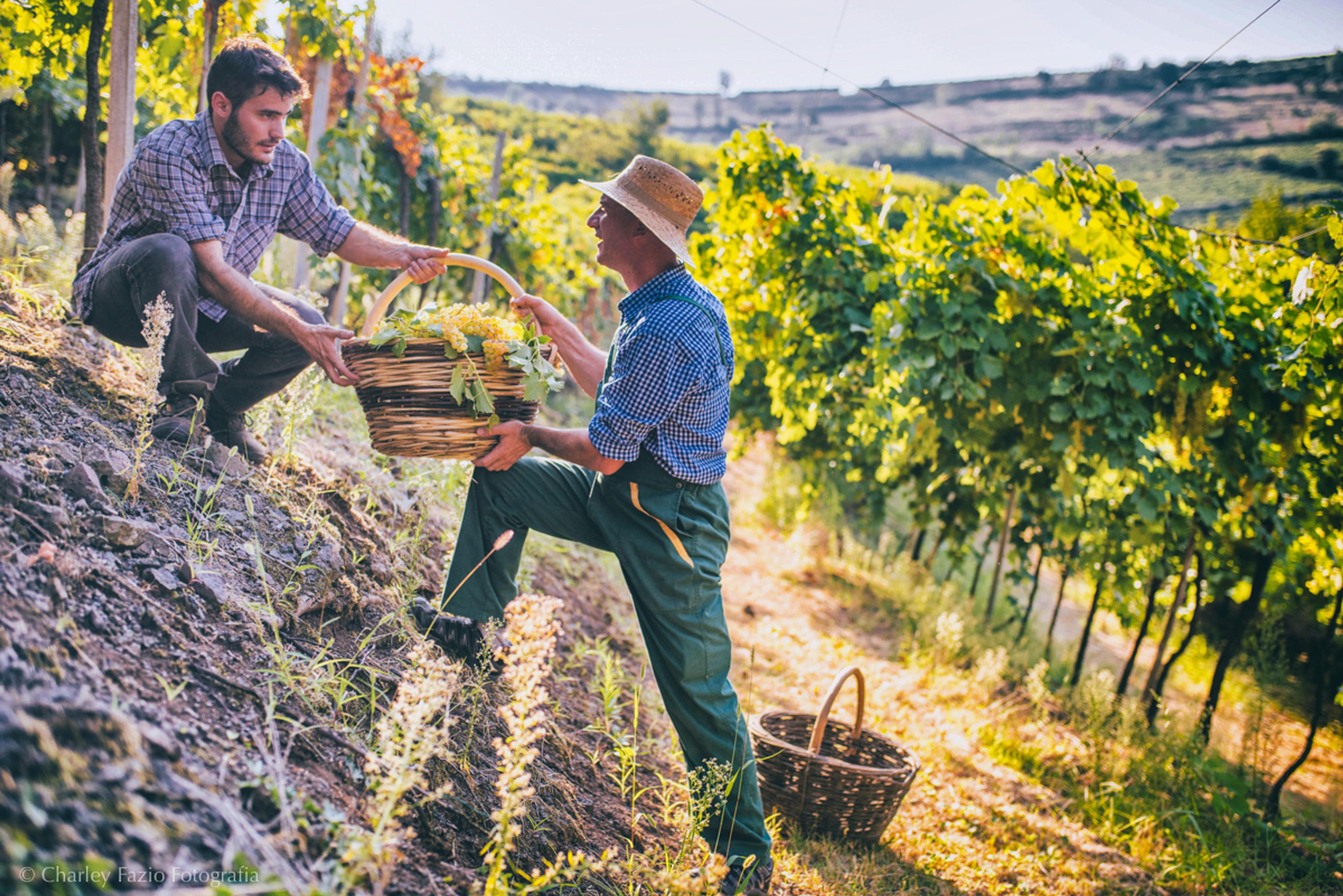 Sarah Abbott MW: the time is right to re-think your Soave range